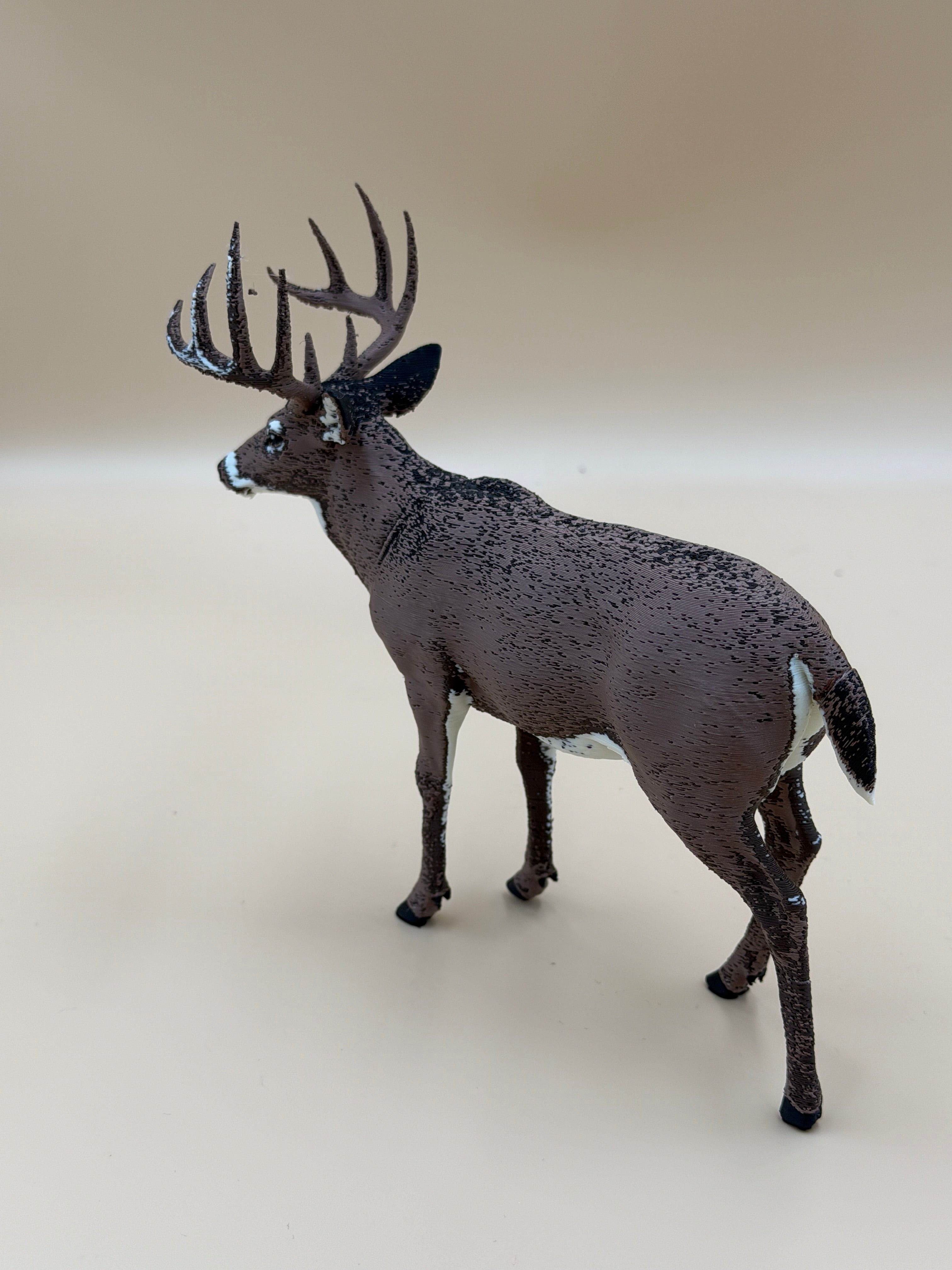 White Tail Deer
