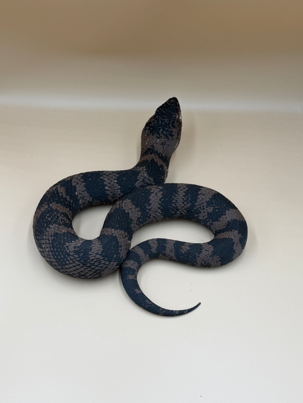 Cottonmouth Snake
