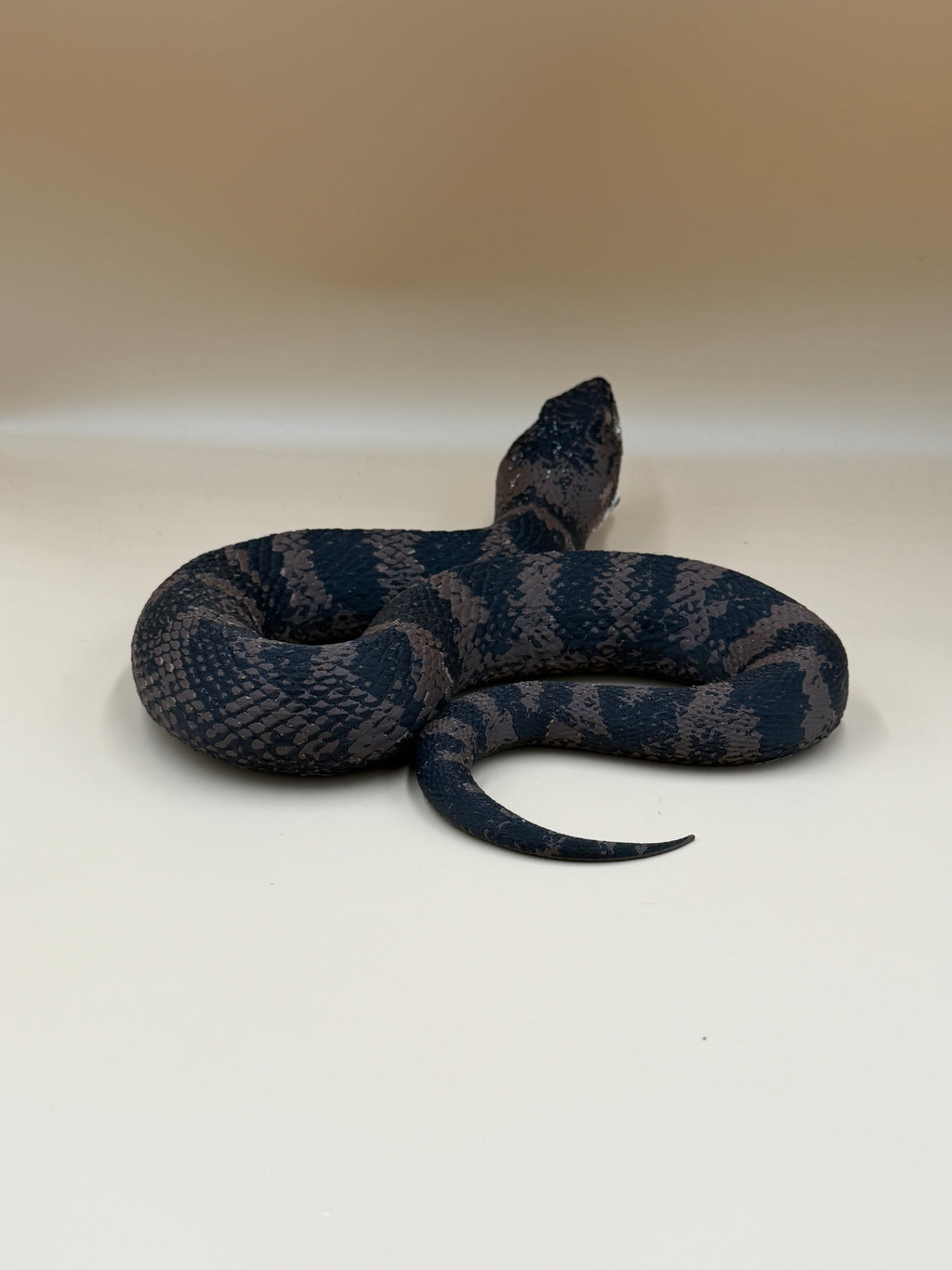 Cottonmouth Snake