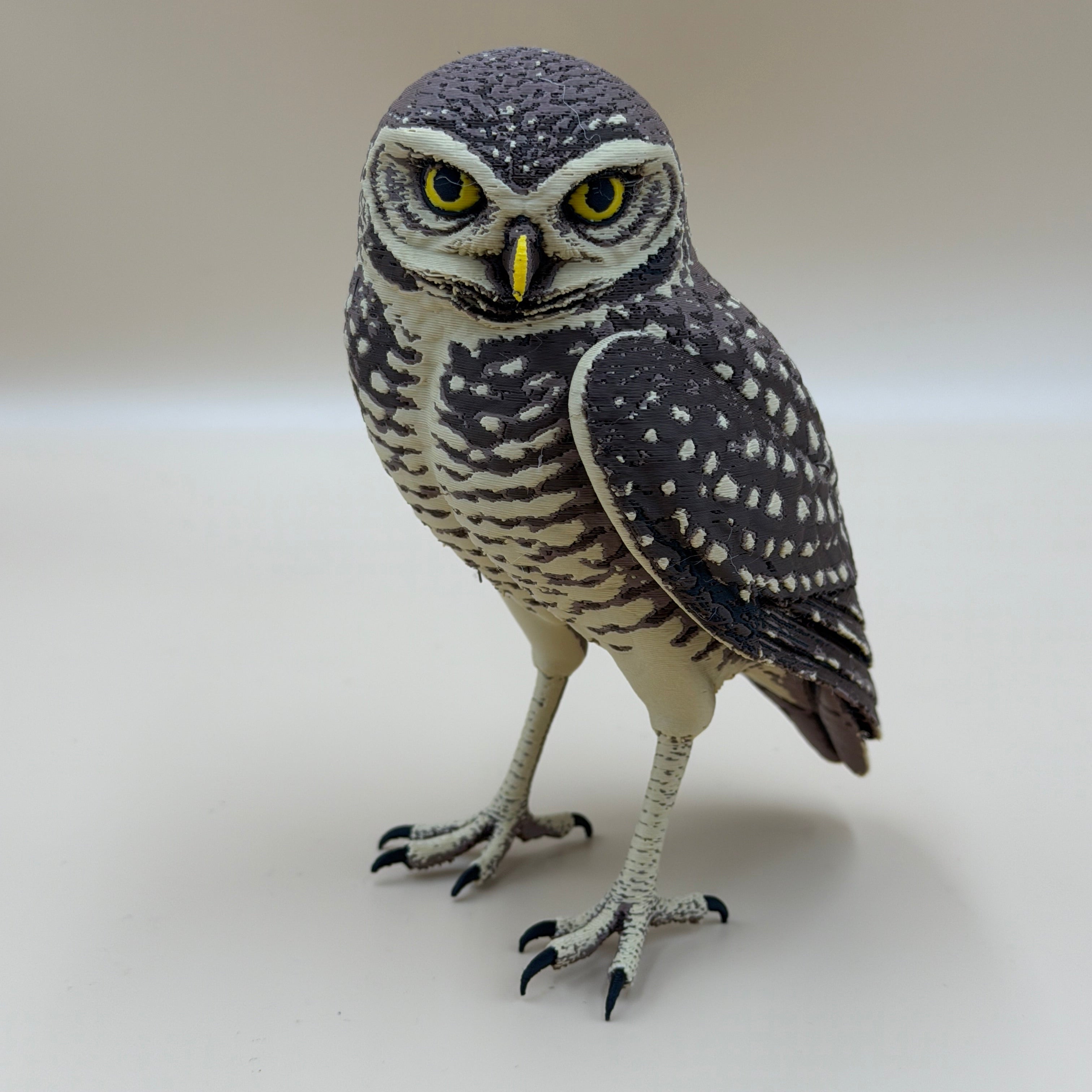 Burrowing Owl - Indoor Only