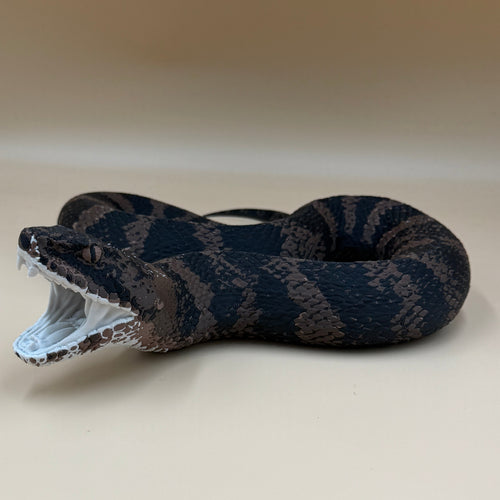 Cottonmouth Snake