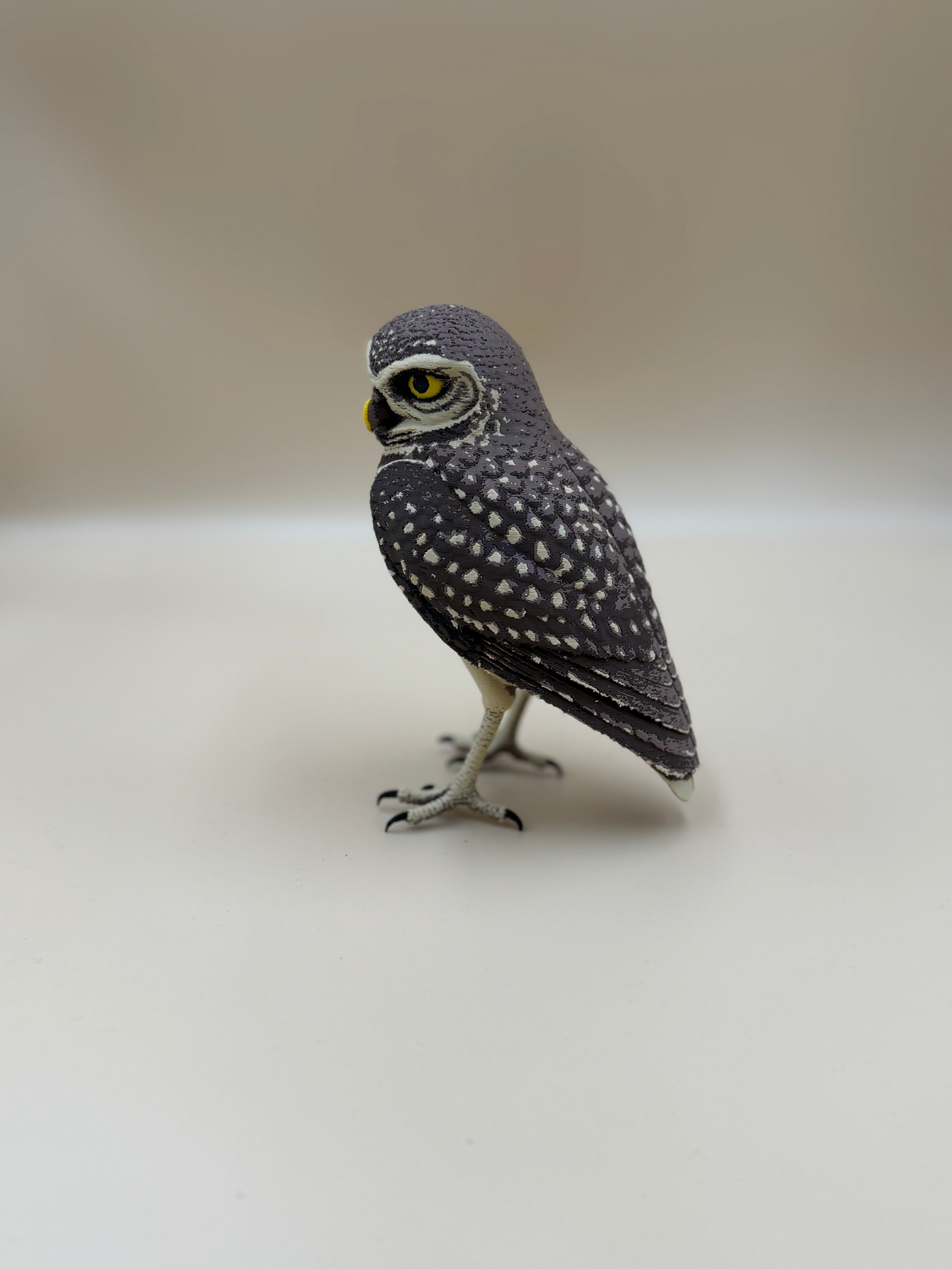Burrowing Owl - Indoor Only
