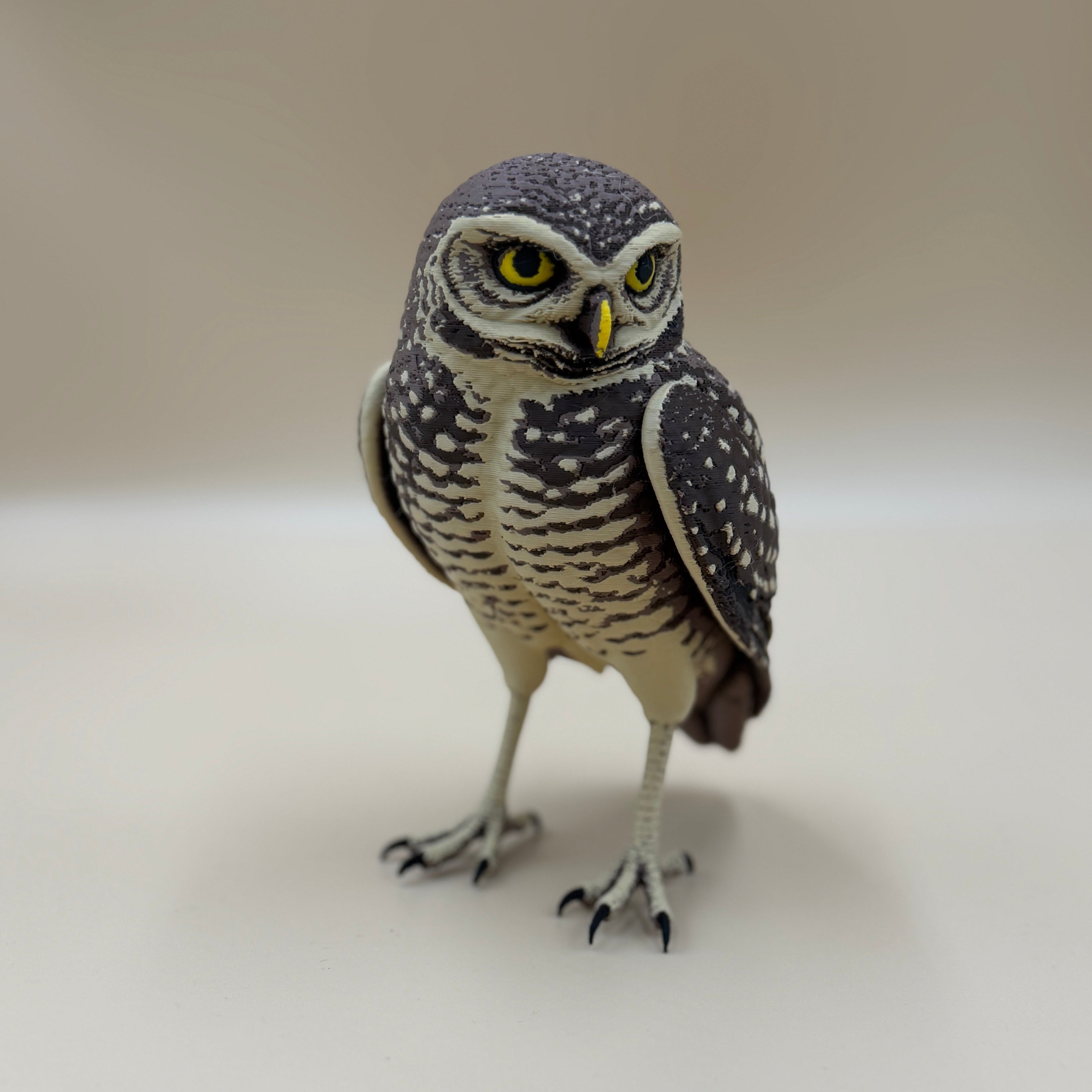 Burrowing Owl - Indoor Only