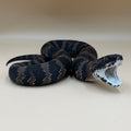 Cottonmouth Snake