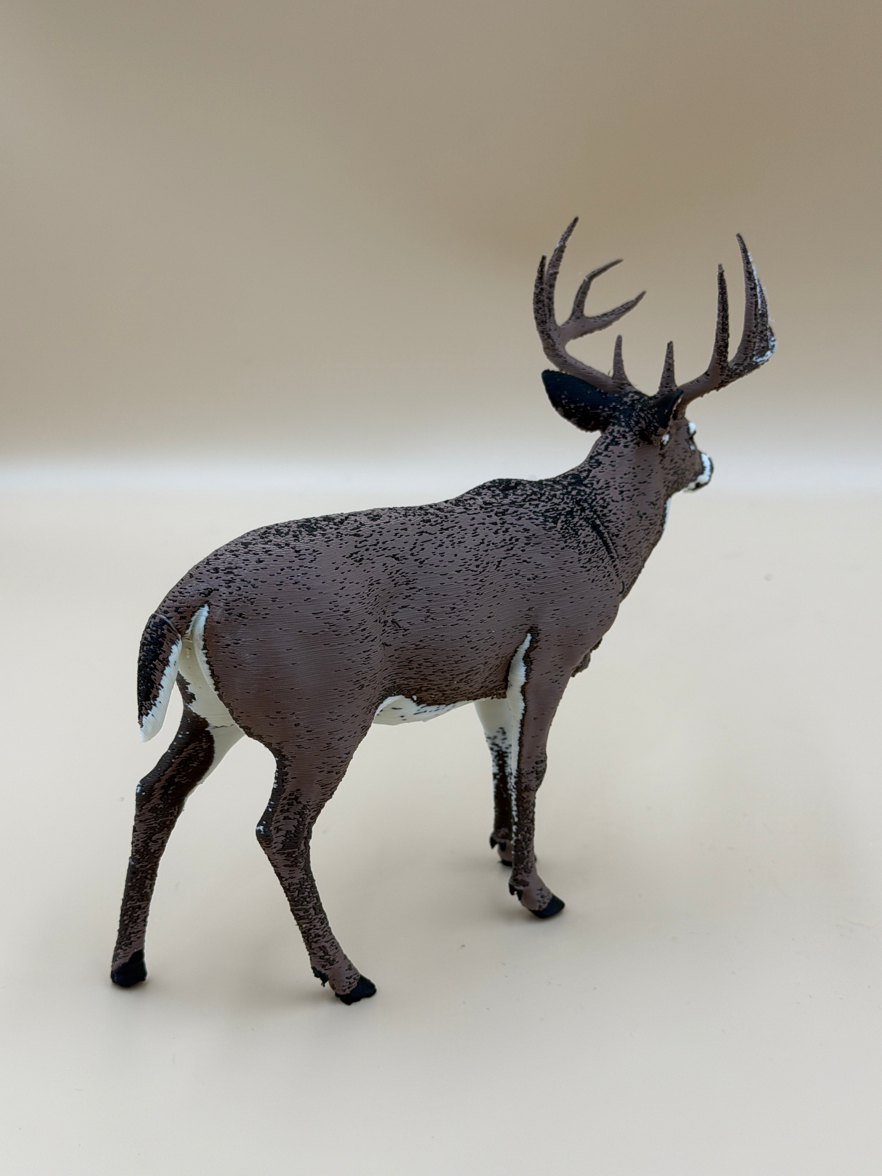 White Tail Deer