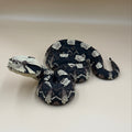 Gaboon Viper Snake