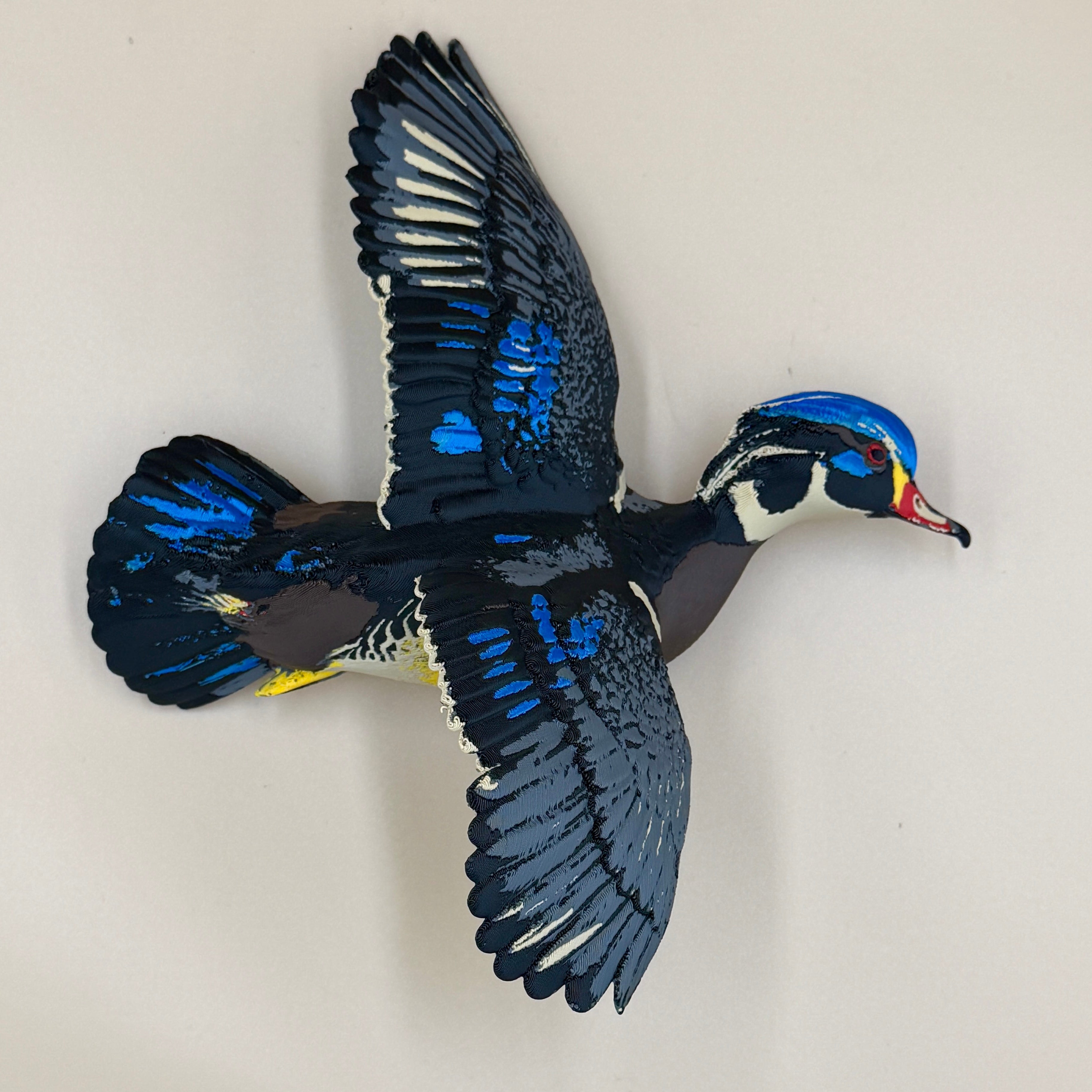 Wood Duck - Flying