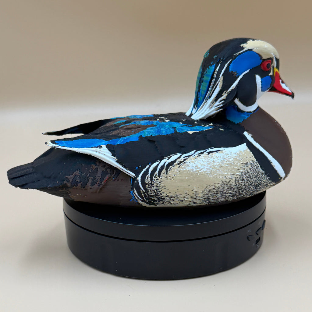 Wood Duck
