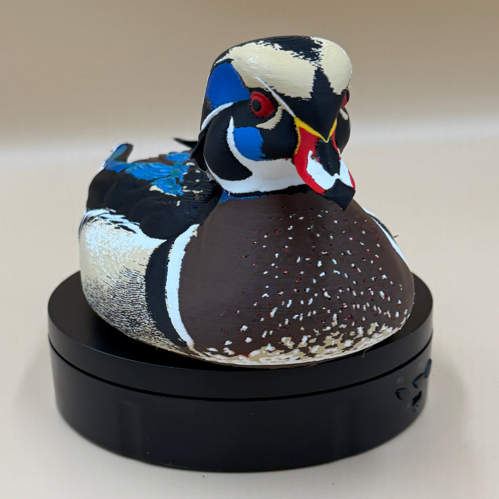 Wood Duck