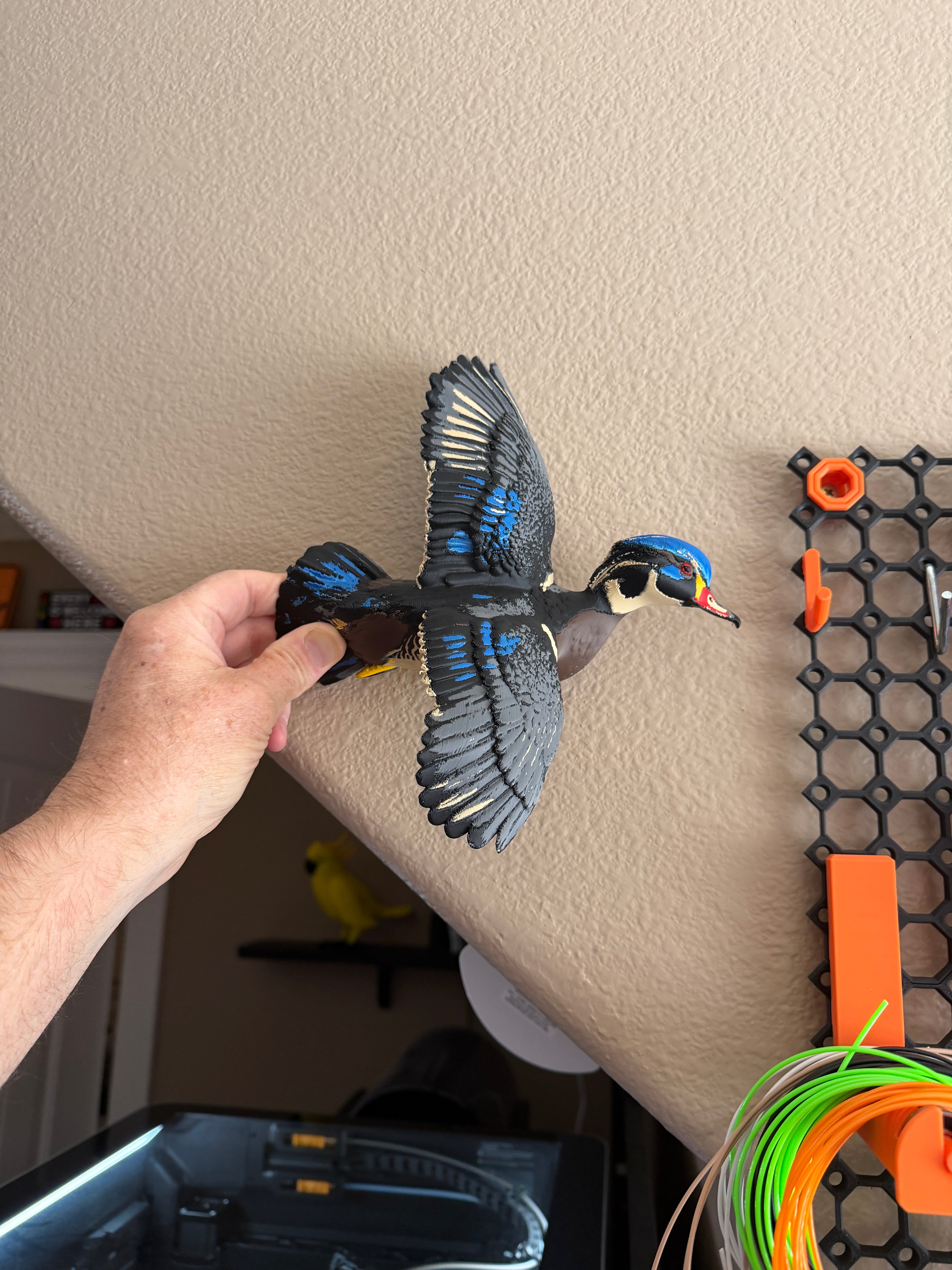 Wood Duck - Flying