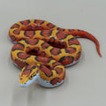 Harvest King Corn Snake - PLA Indoors
