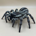 Jumping Spider