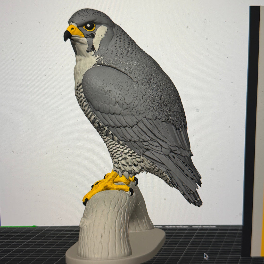 Peregrine Falcon - Commercial License