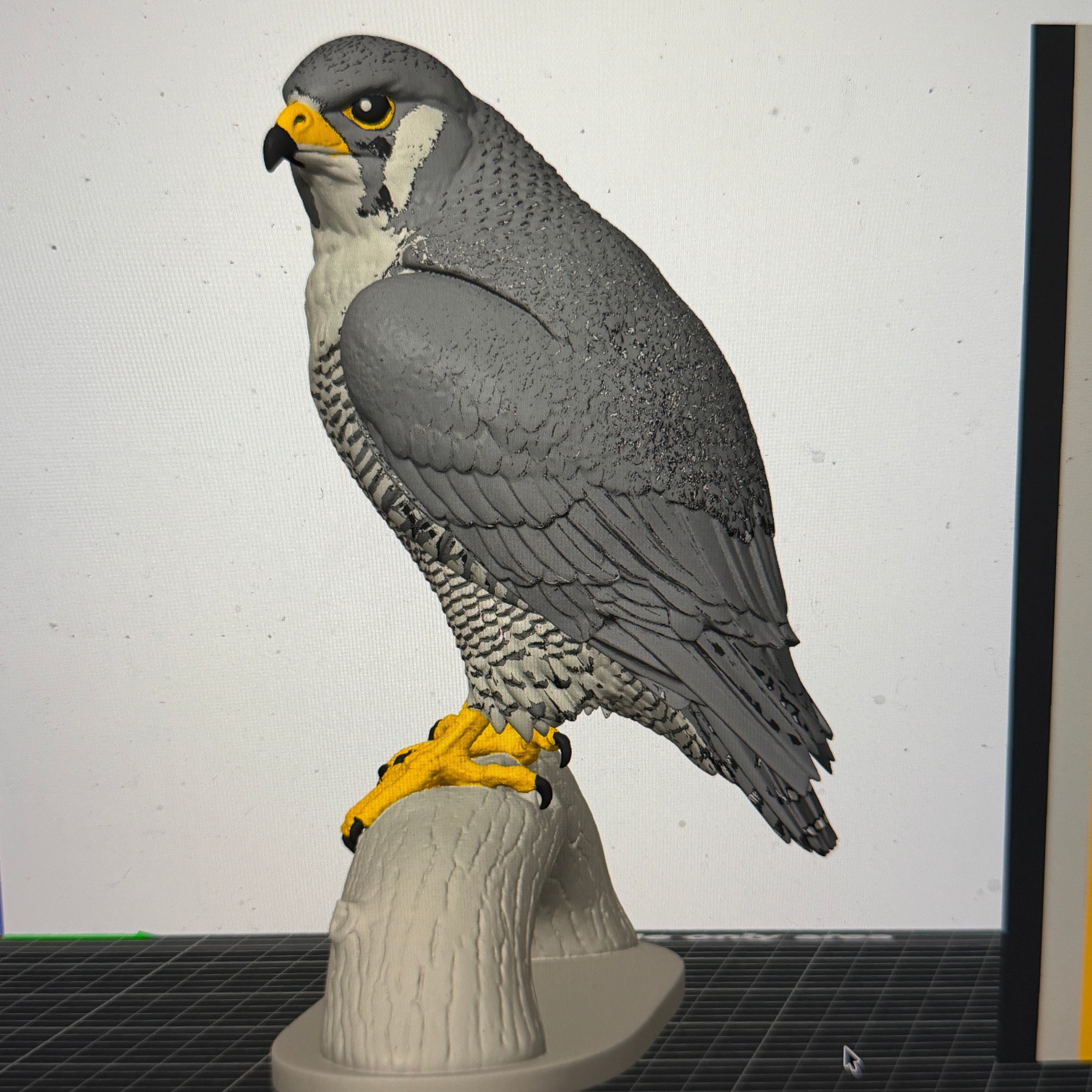 Peregrine Falcon - Commercial License
