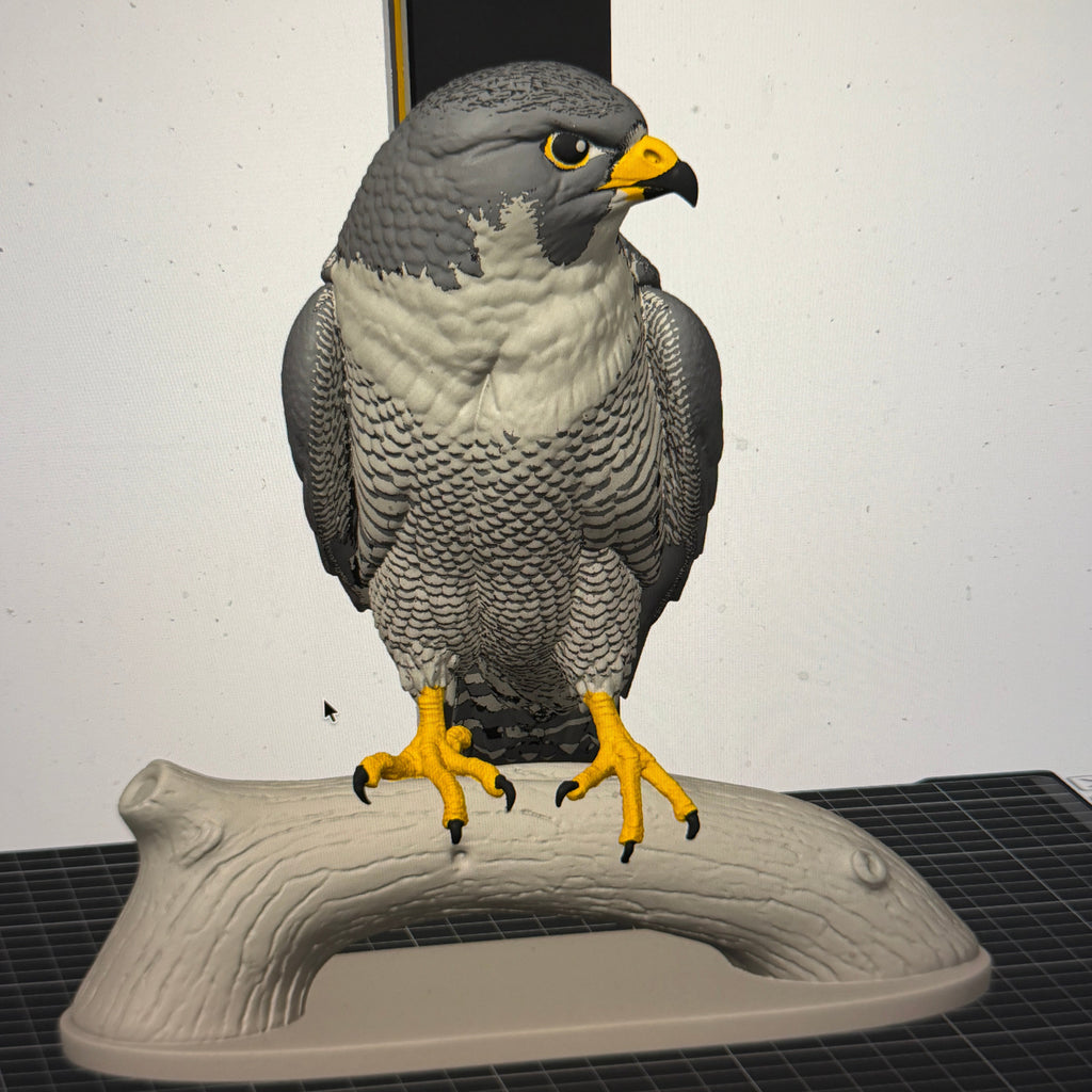 Peregrine Falcon - Commercial License