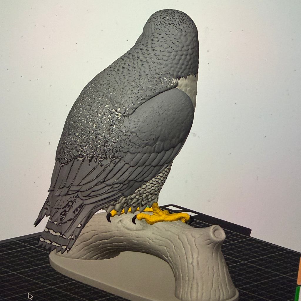 Peregrine Falcon - Commercial License