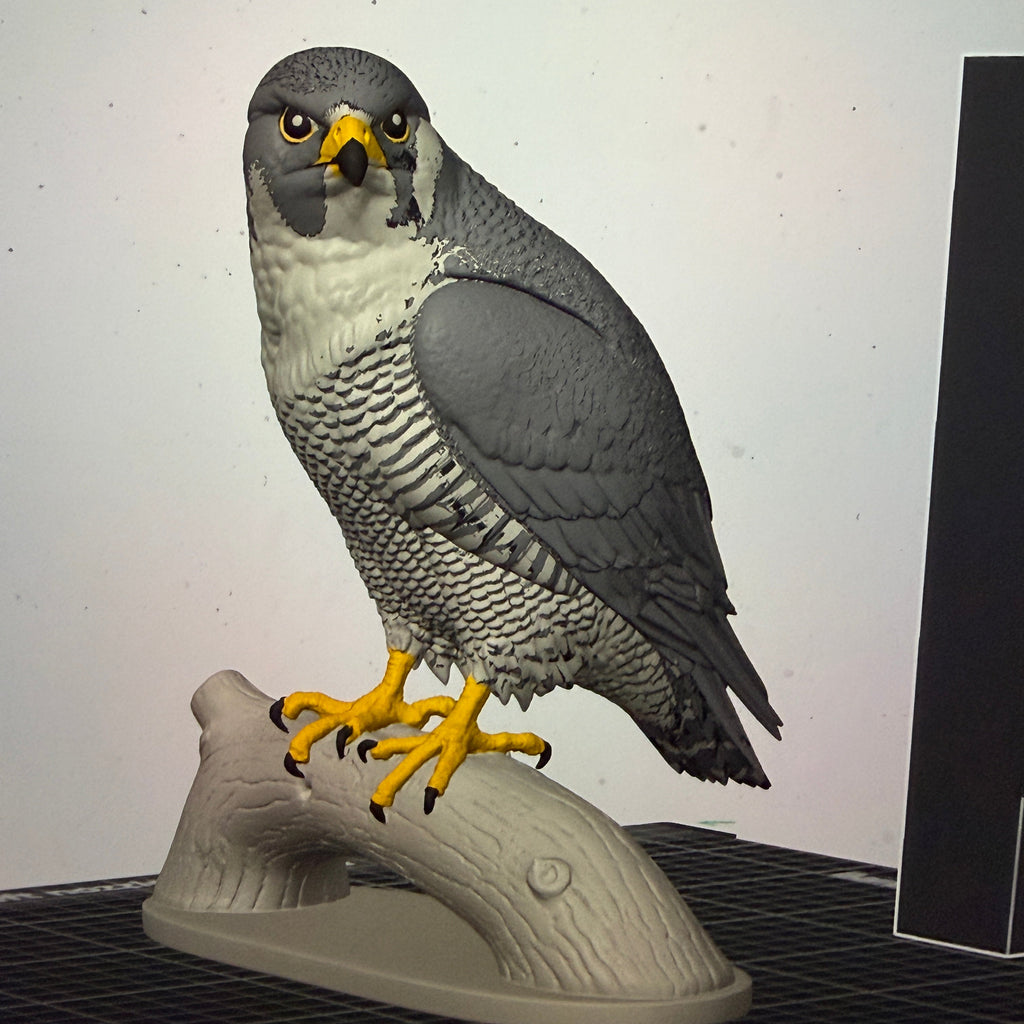 Peregrine Falcon - Commercial License