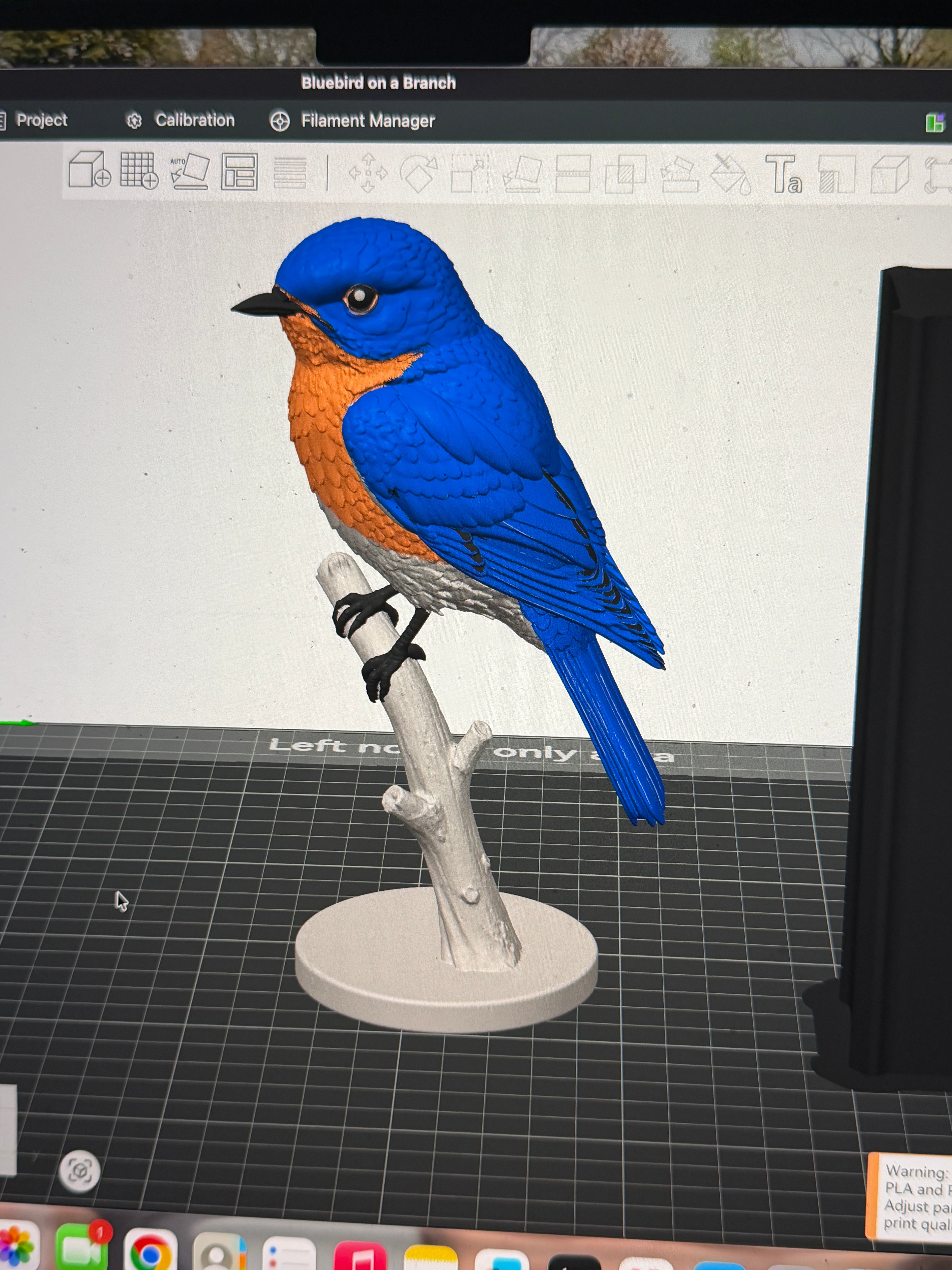 Mountain Bluebird on a Branch - Commercial License