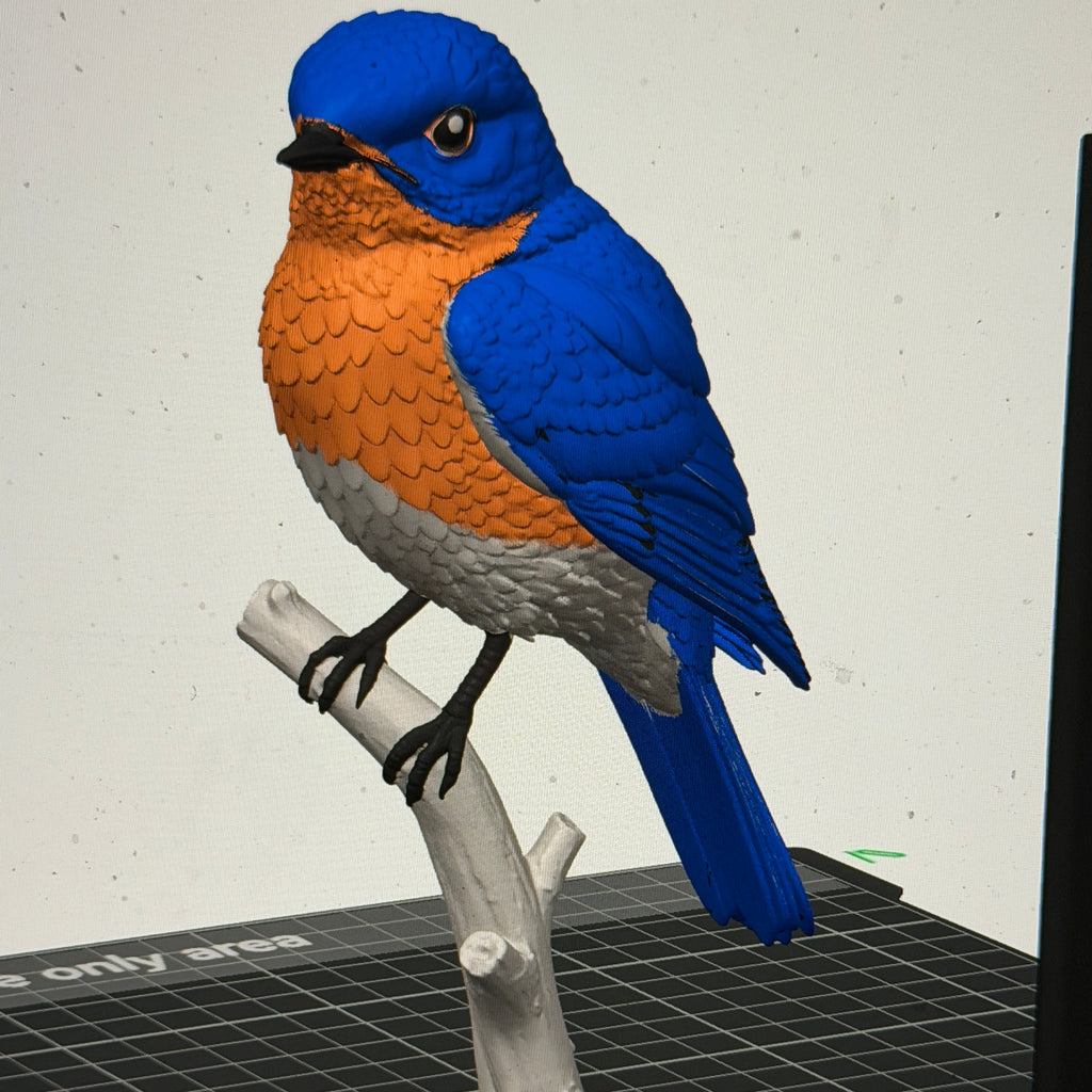 Mountain Bluebird on a Branch - Commercial License