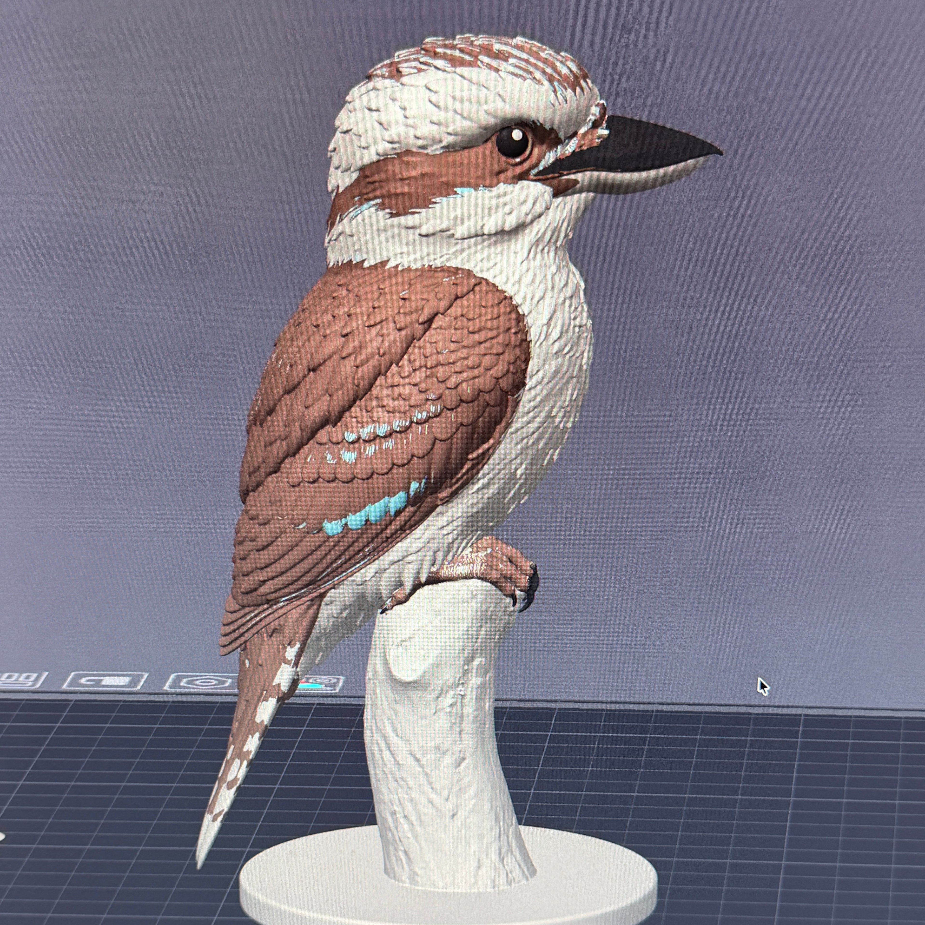 Australian Kookaburra - Commercial License