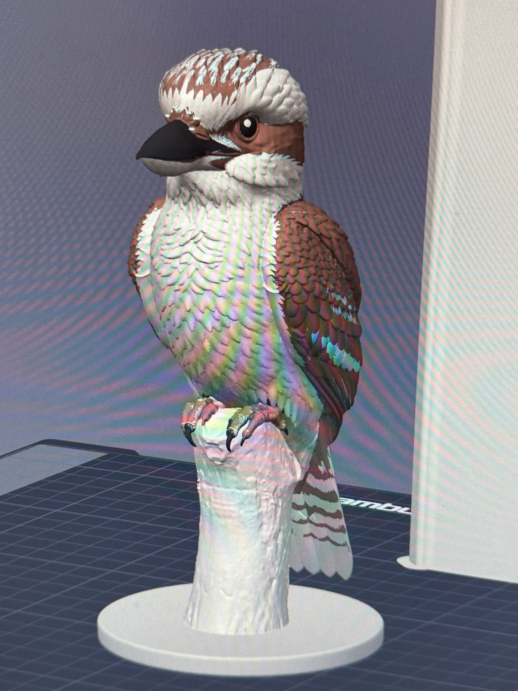 Australian Kookaburra - Commercial License