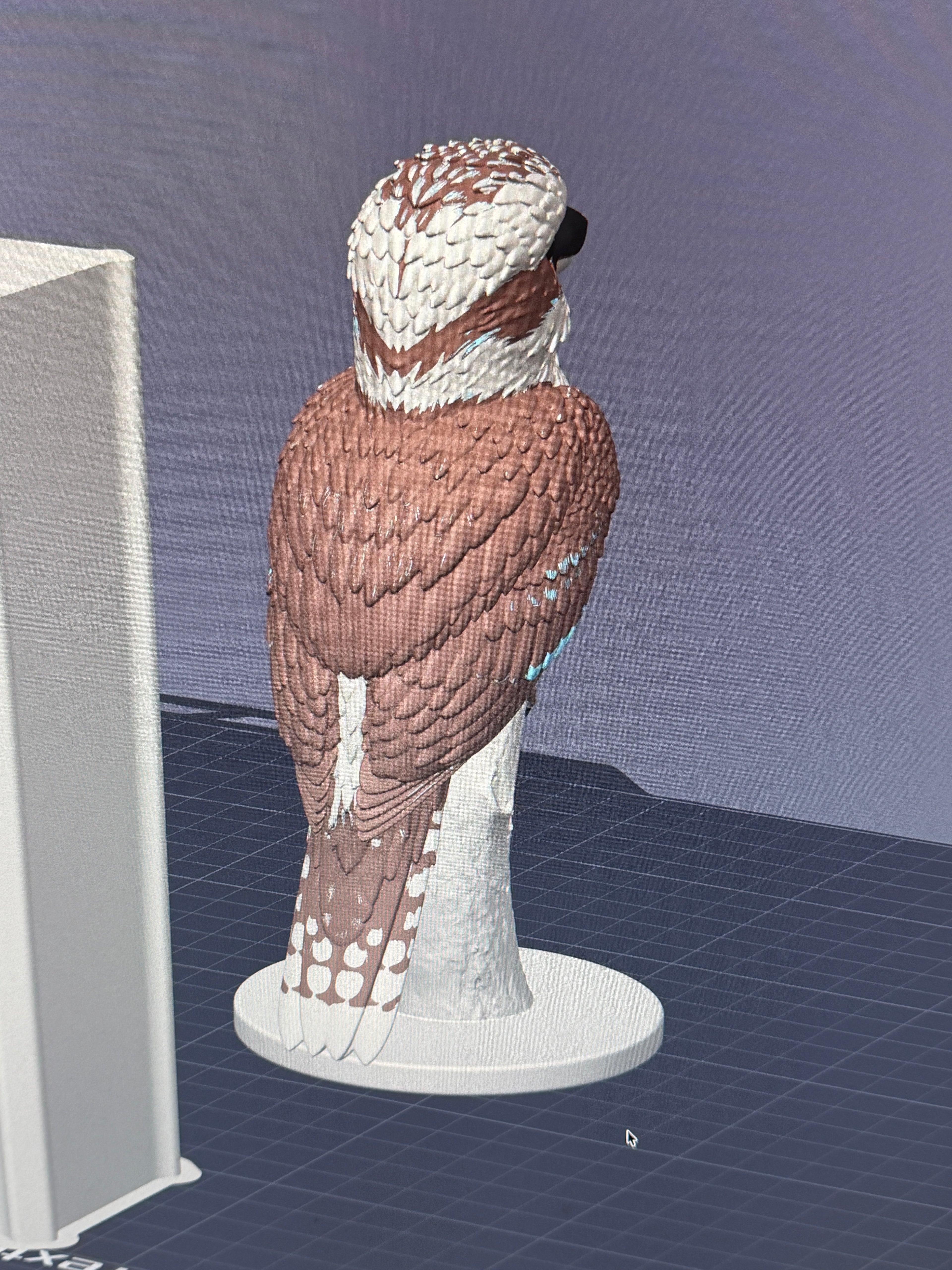 Australian Kookaburra - Commercial License
