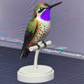 Chilean Woodstar Hummingbird - Commercial License