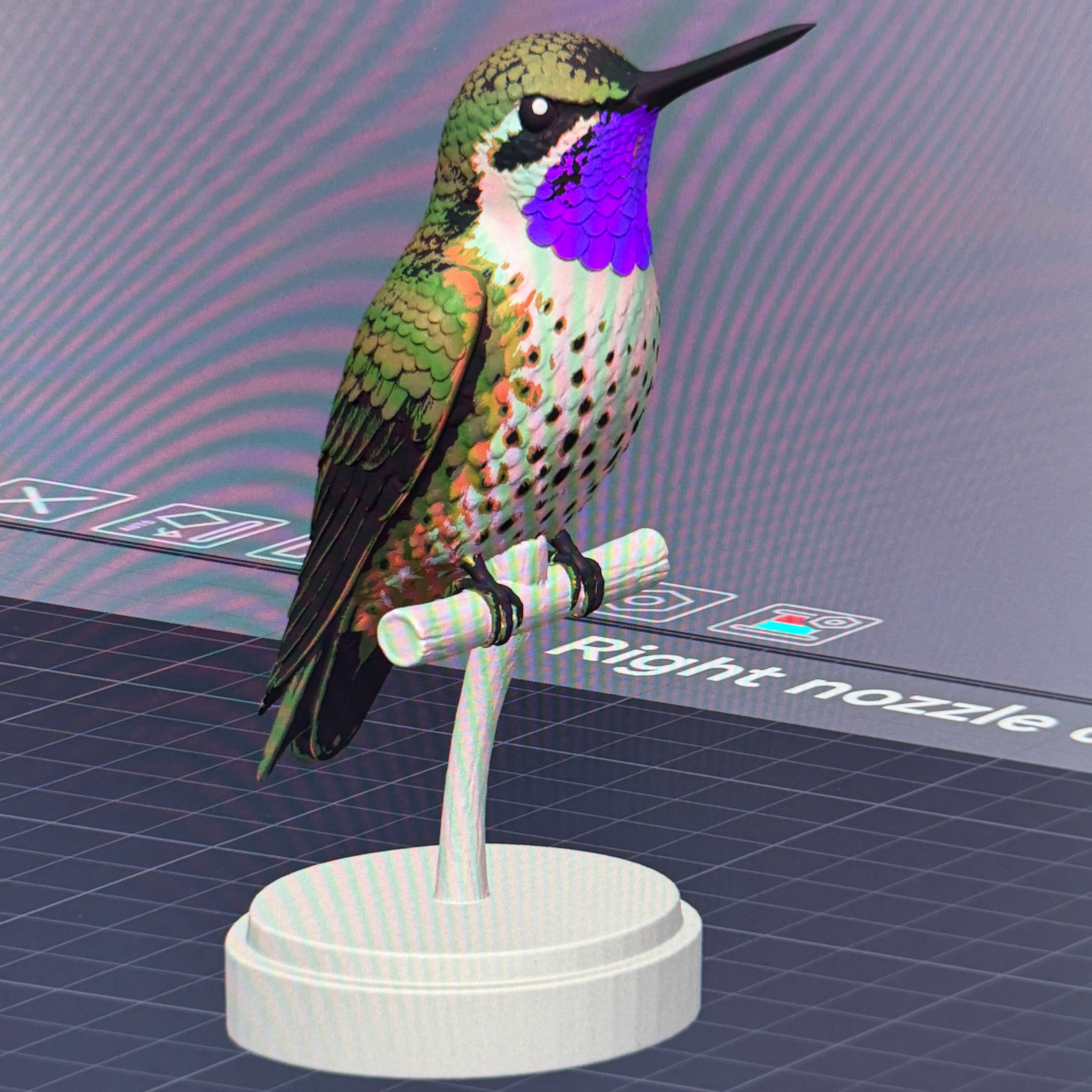 Chilean Woodstar Hummingbird - Commercial License