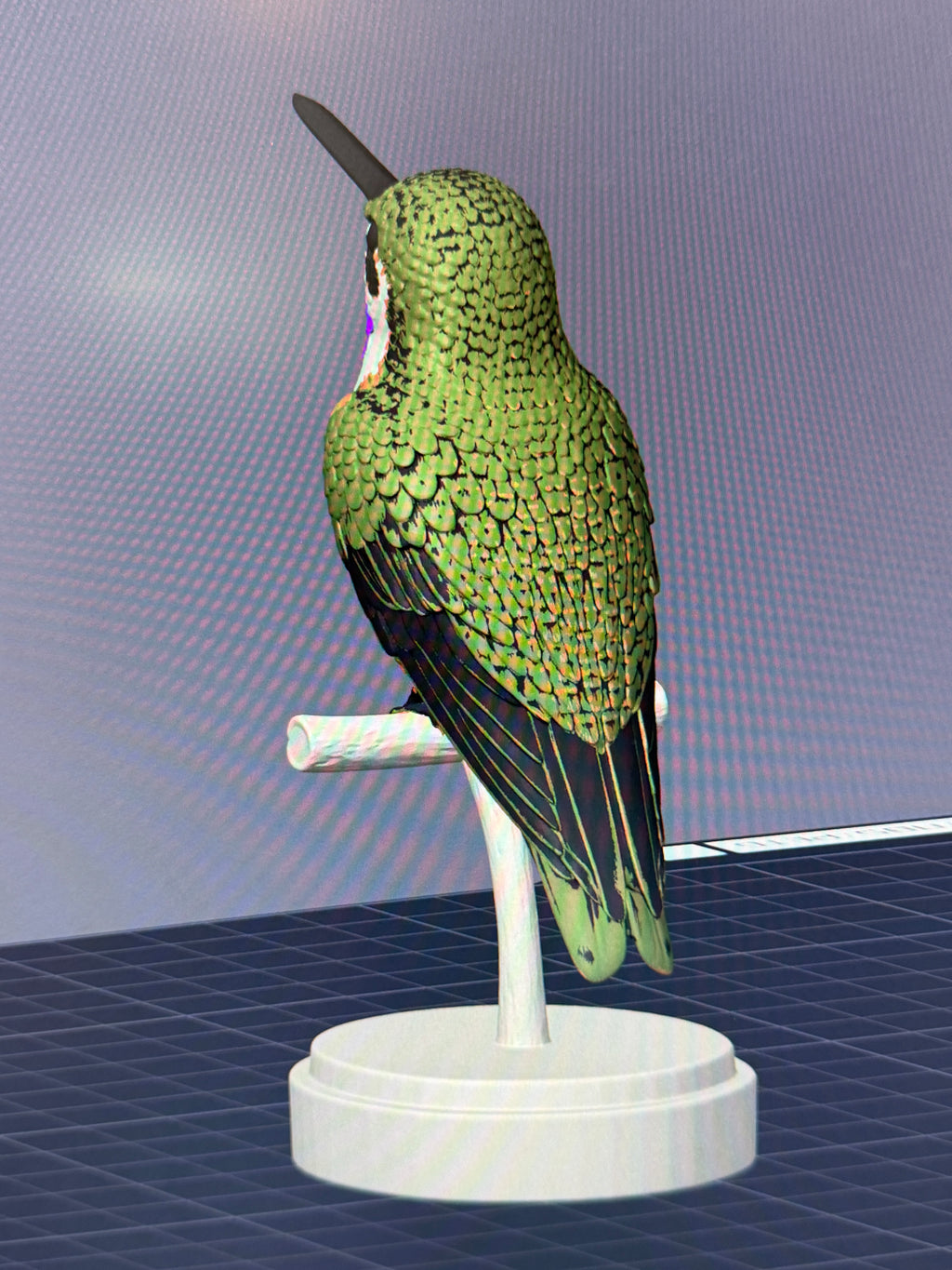 Chilean Woodstar Hummingbird - Commercial License