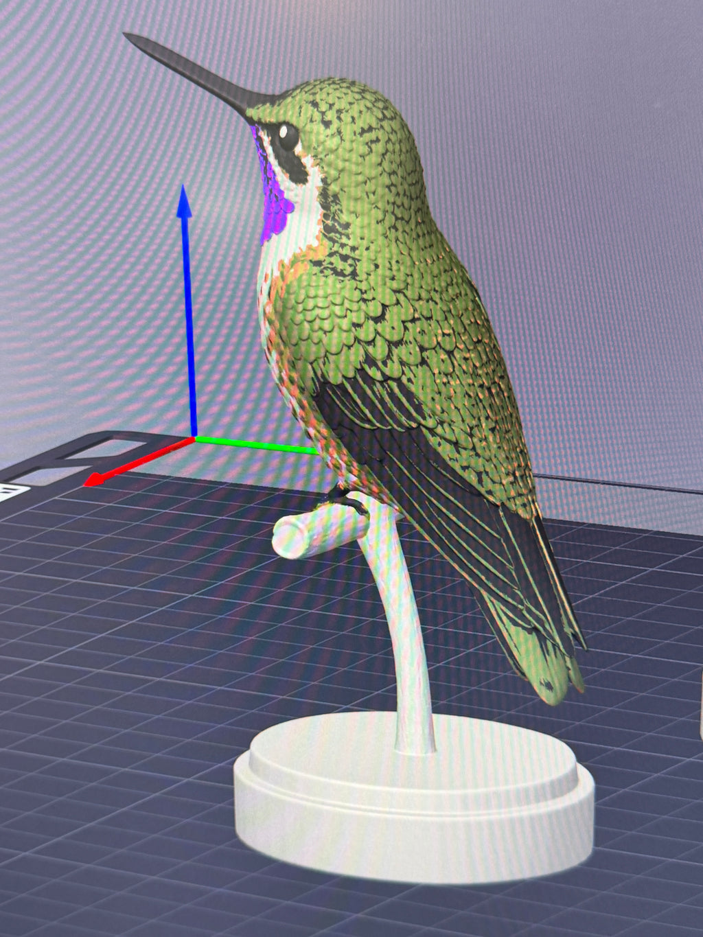 Chilean Woodstar Hummingbird - Commercial License