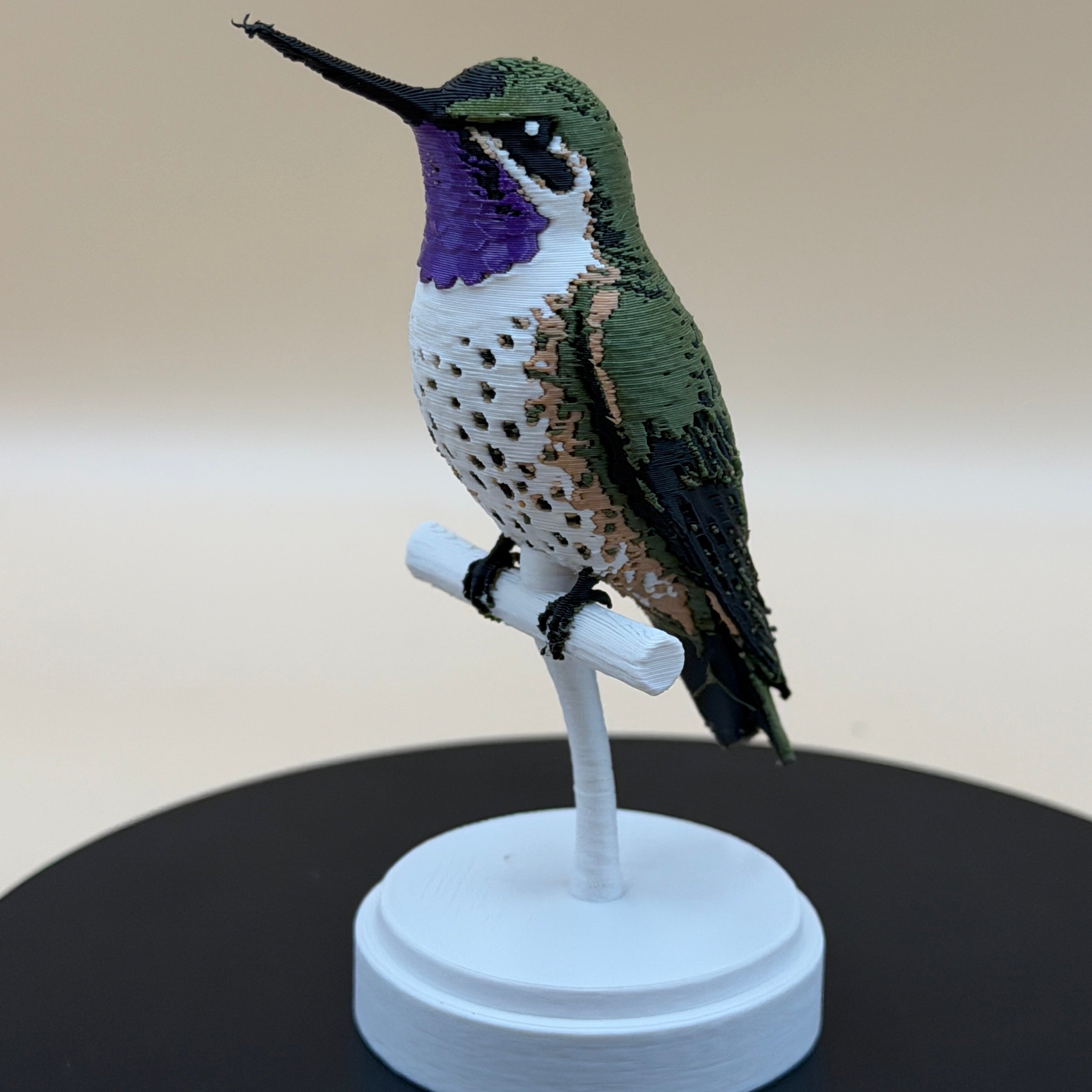 Chilean Woodstar Hummingbird - Commercial License