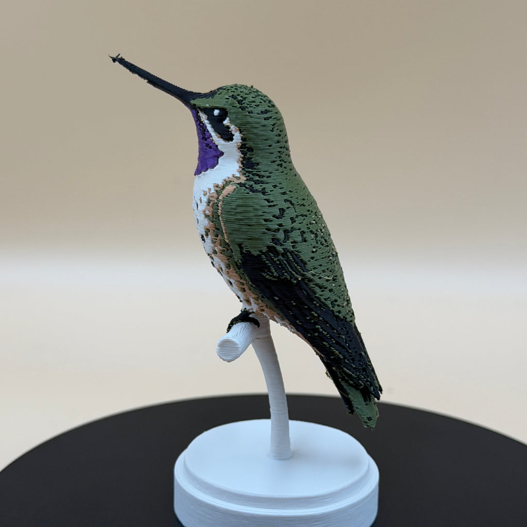Chilean Woodstar Hummingbird