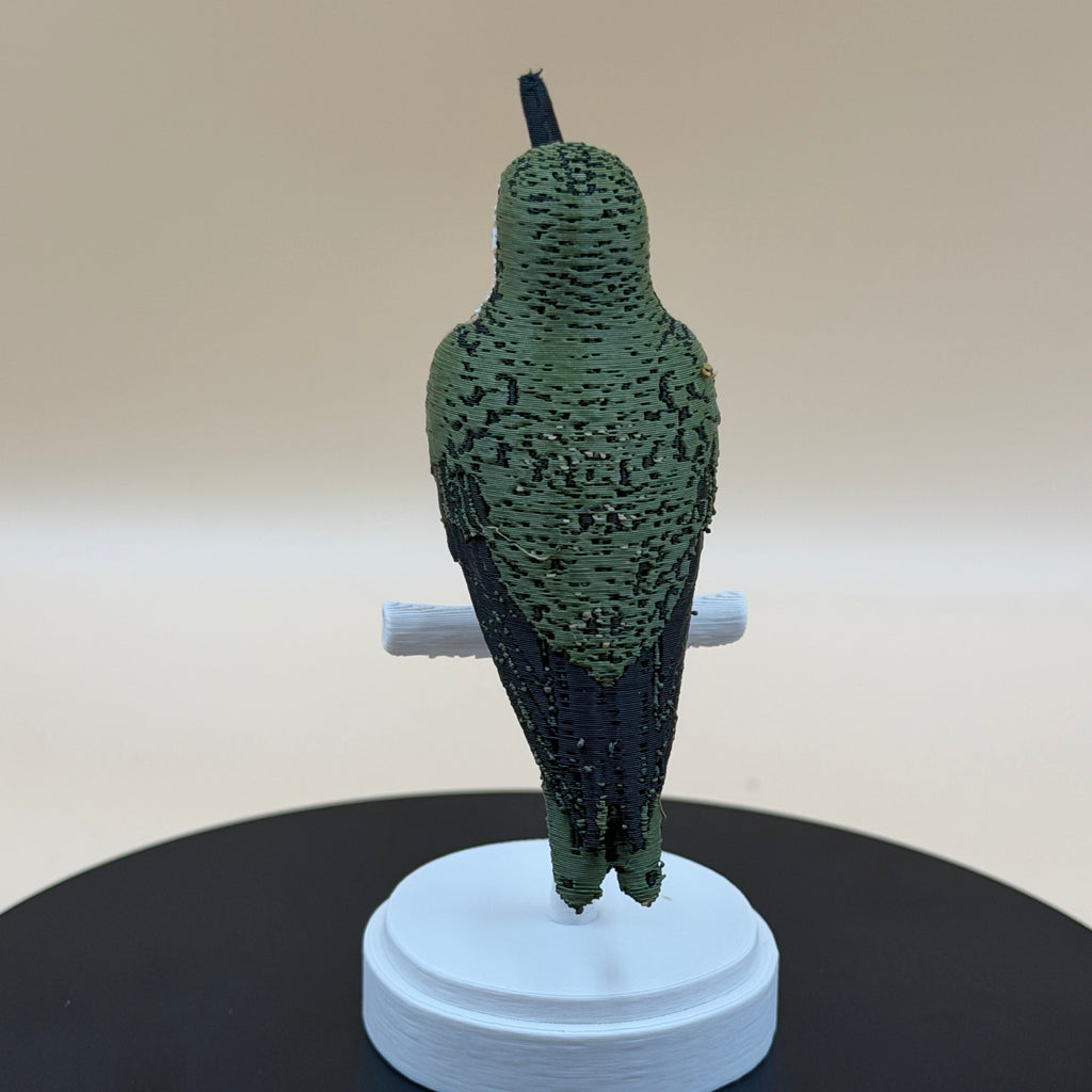 Chilean Woodstar Hummingbird