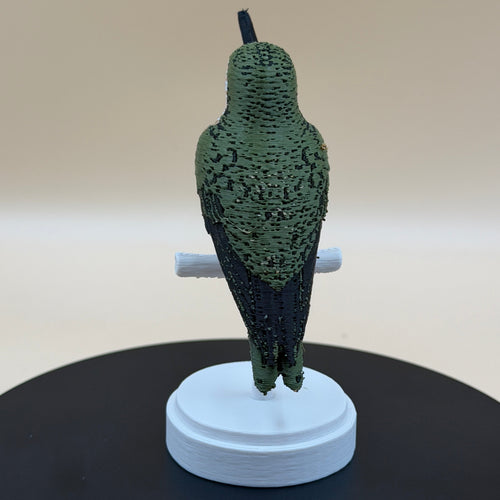 Chilean Woodstar Hummingbird