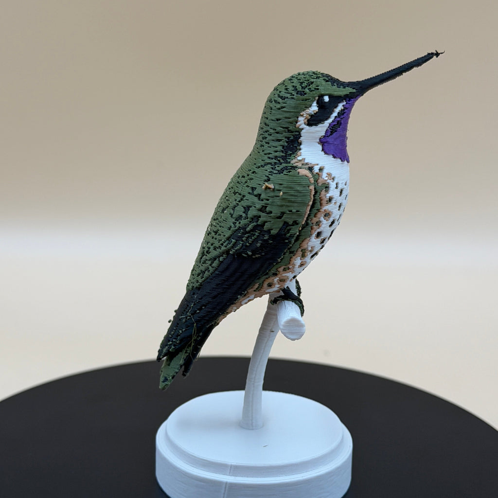 Chilean Woodstar Hummingbird
