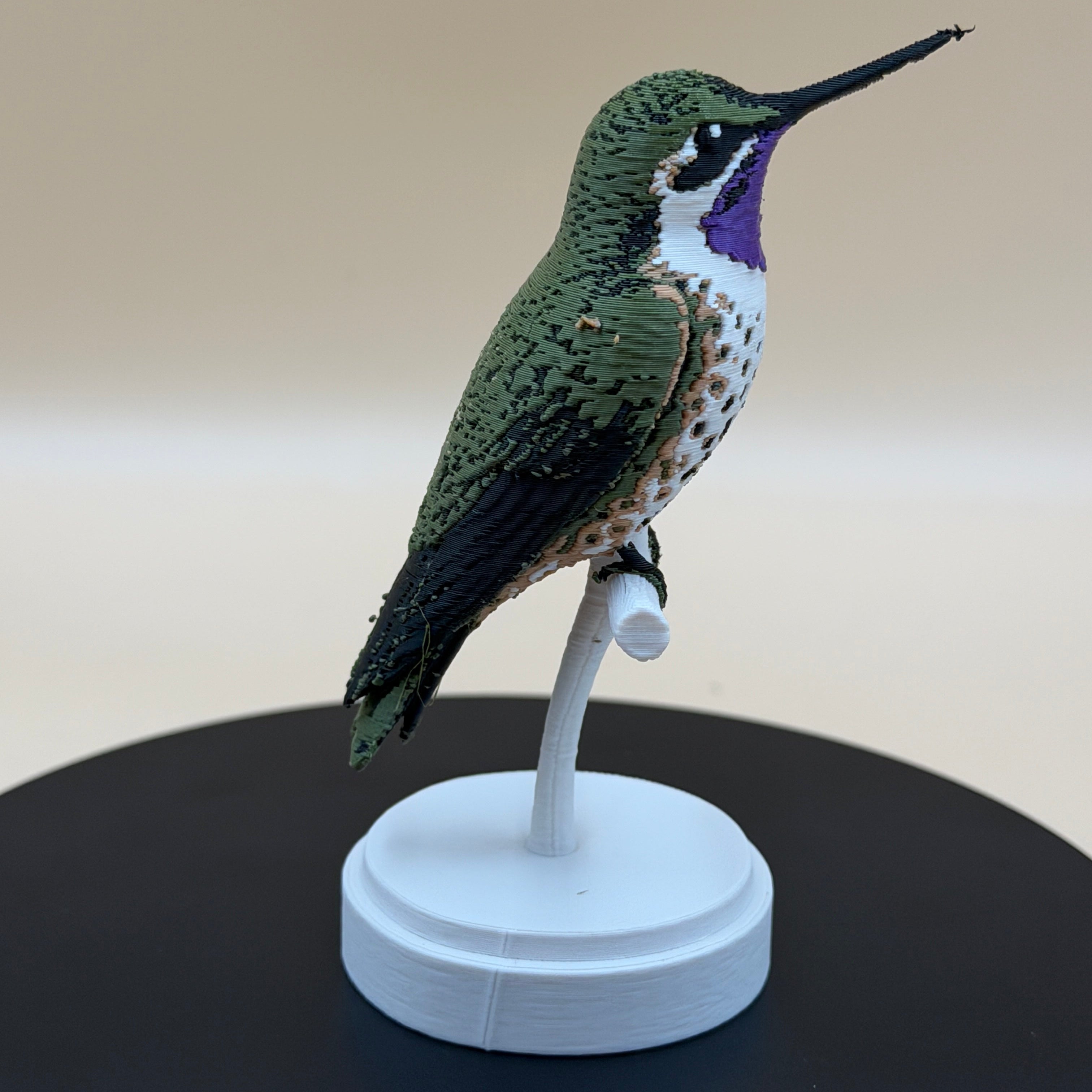 Chilean Woodstar Hummingbird