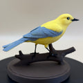 Sunlit Golden Warbler