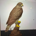 The Perchmaster Hawk - Commercial License