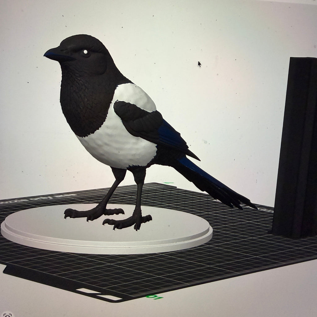 Midnight Mischief Magpie - Commercial License