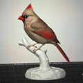 Female Crimson Crest Cardinal - Commercial License