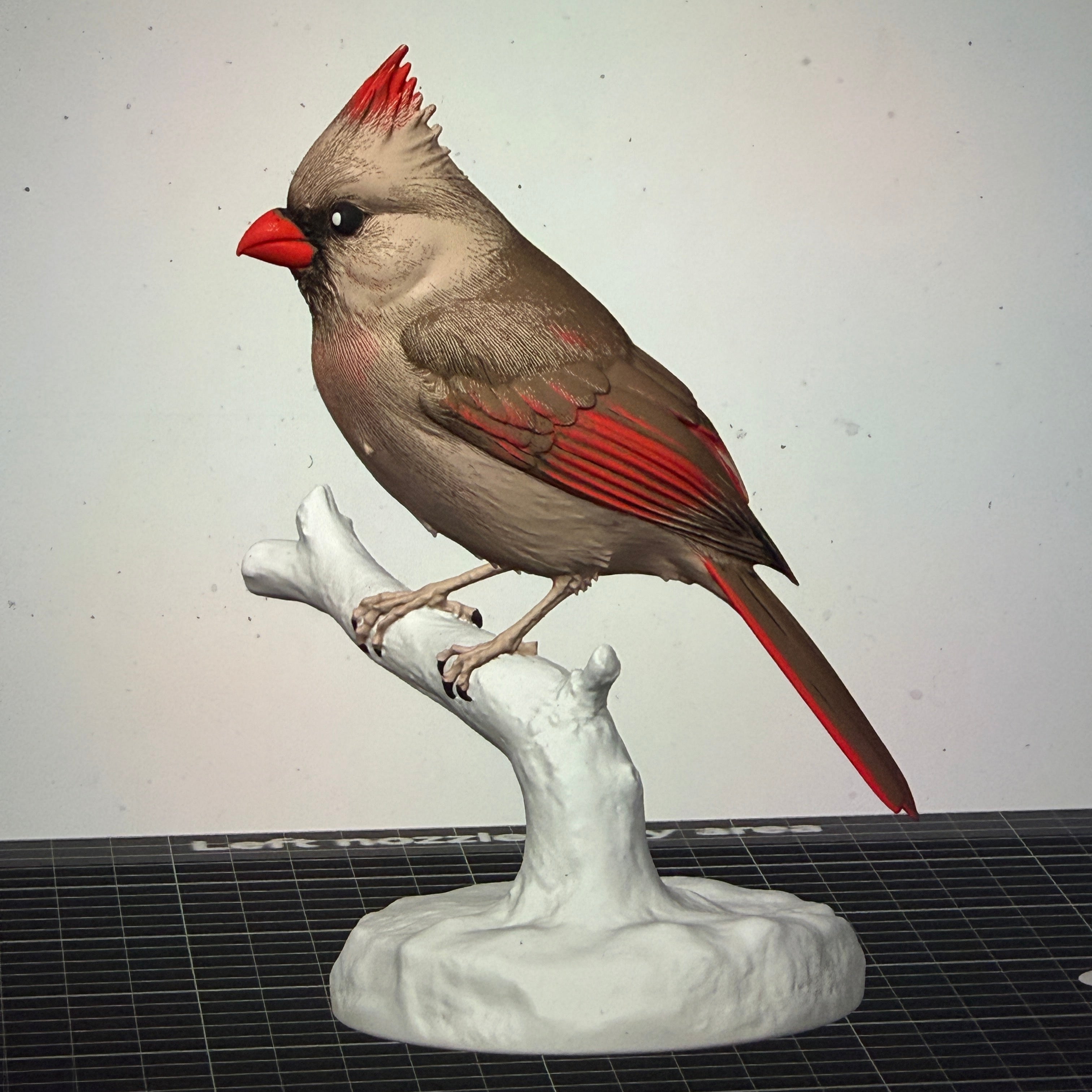 Female Crimson Crest Cardinal - Commercial License