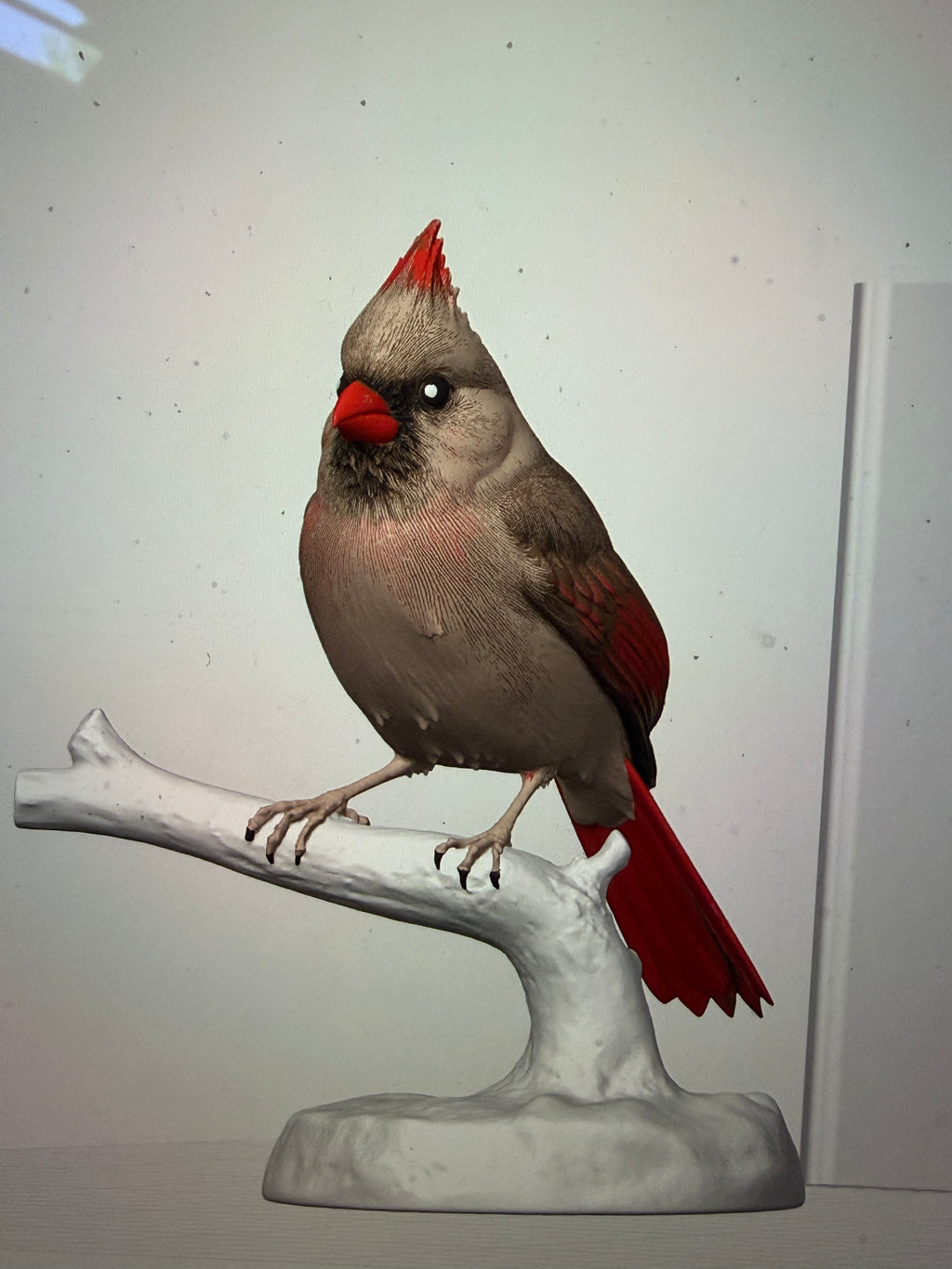 Female Crimson Crest Cardinal - Commercial License
