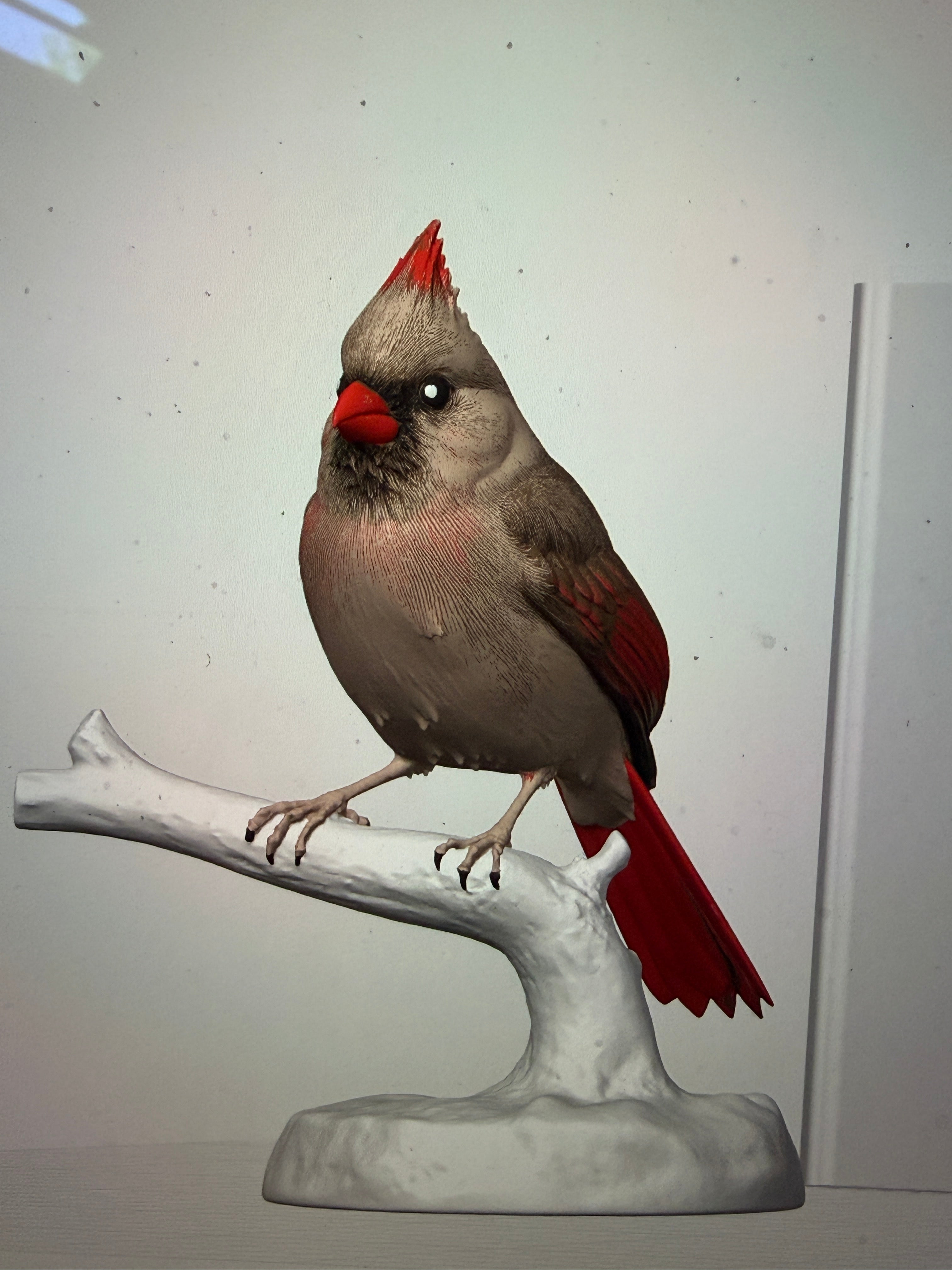 Female Crimson Crest Cardinal - Commercial License