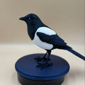 Midnight Mischief Magpie