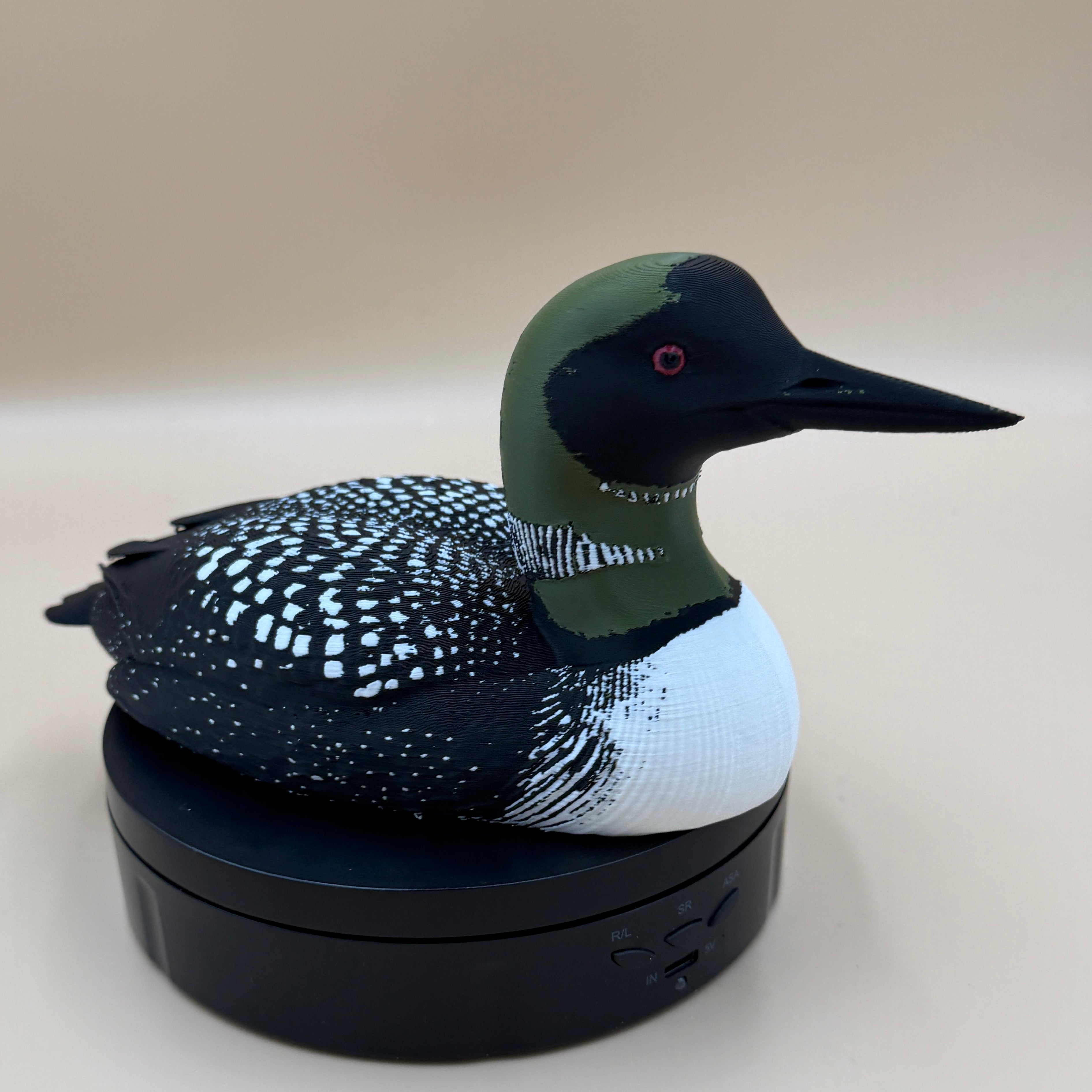 Midnight Common Loon