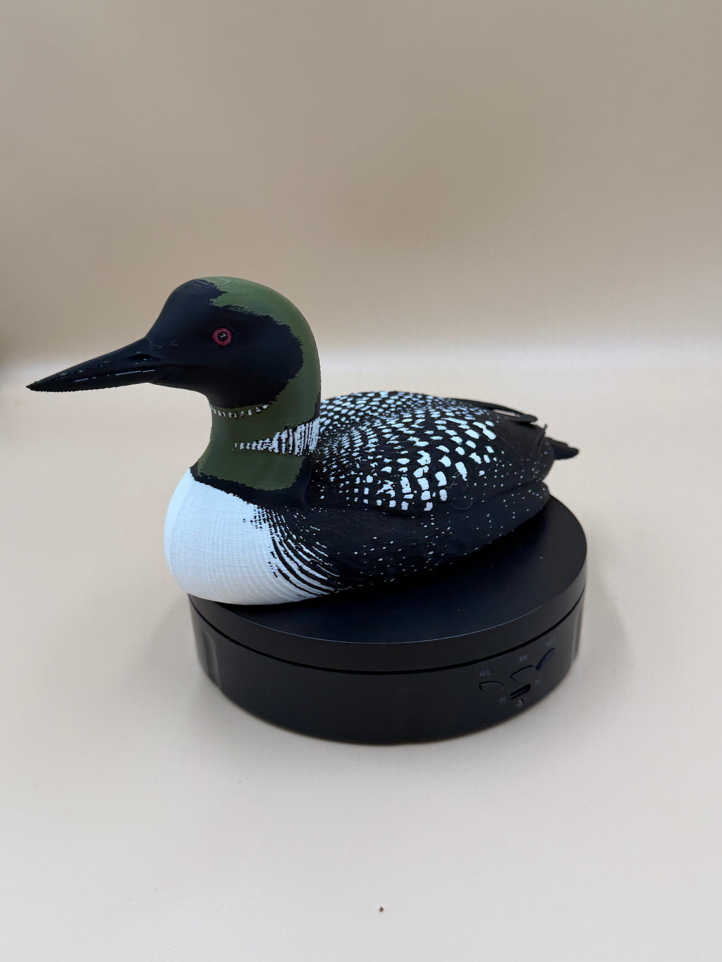 Midnight Common Loon