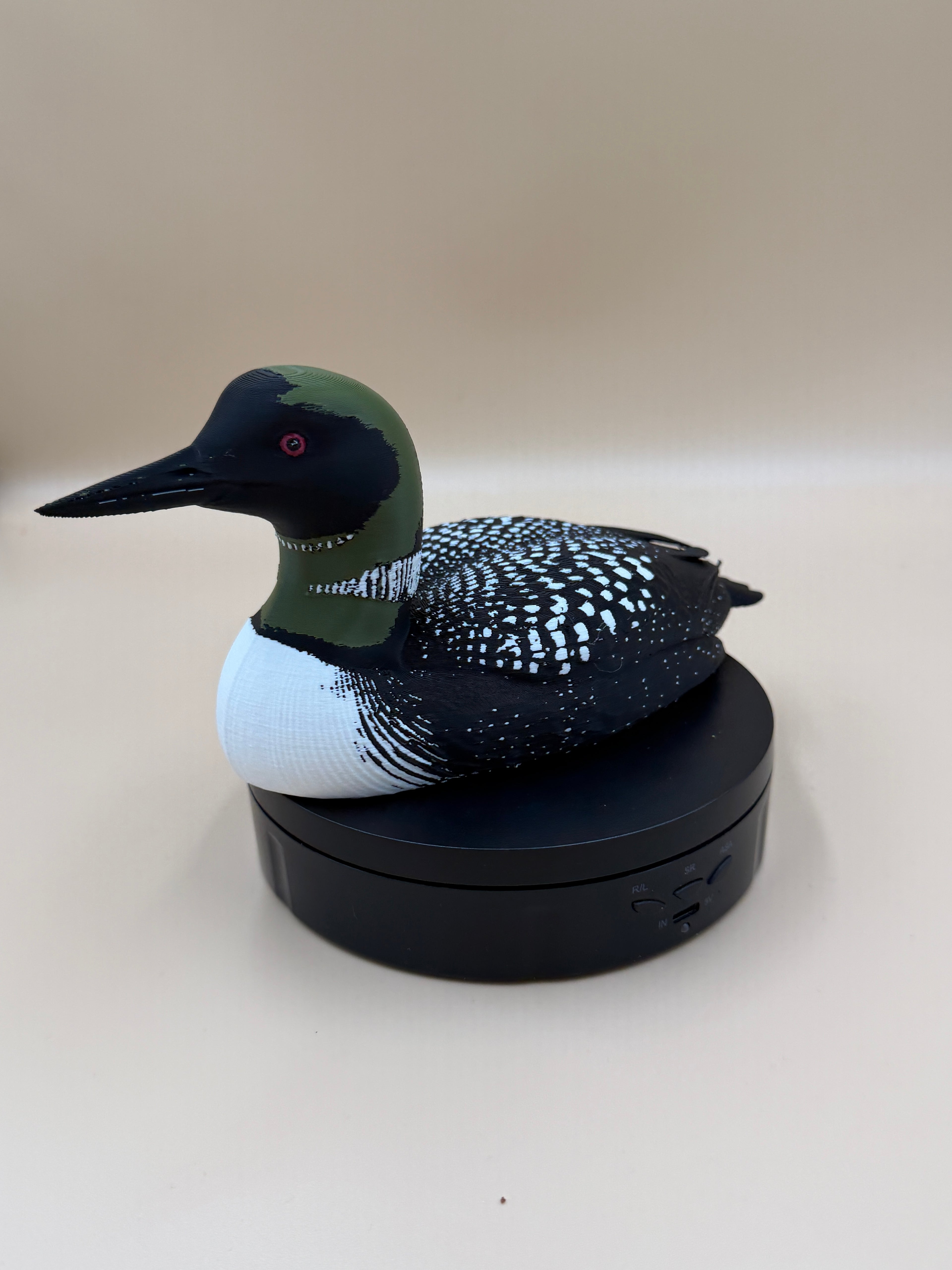 Midnight Common Loon