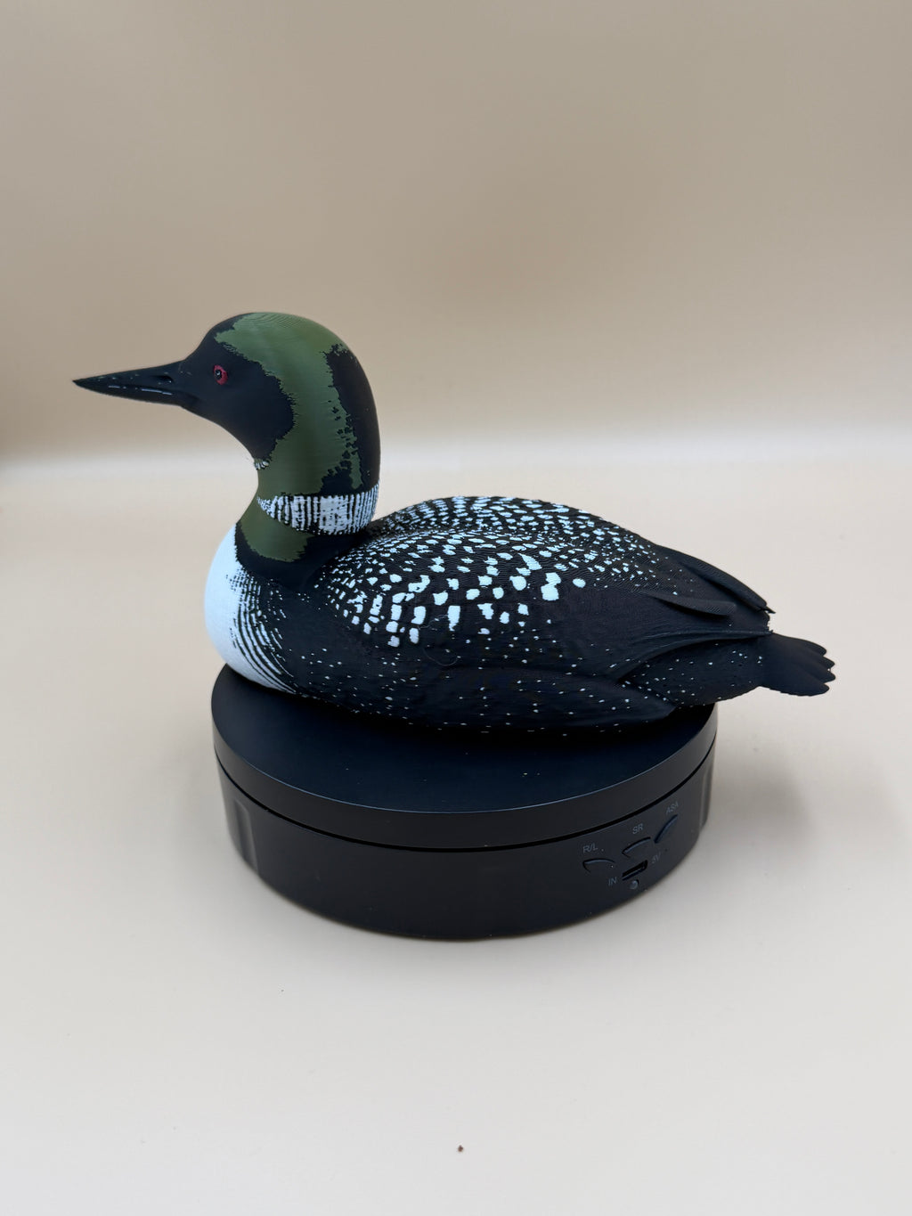 Midnight Common Loon
