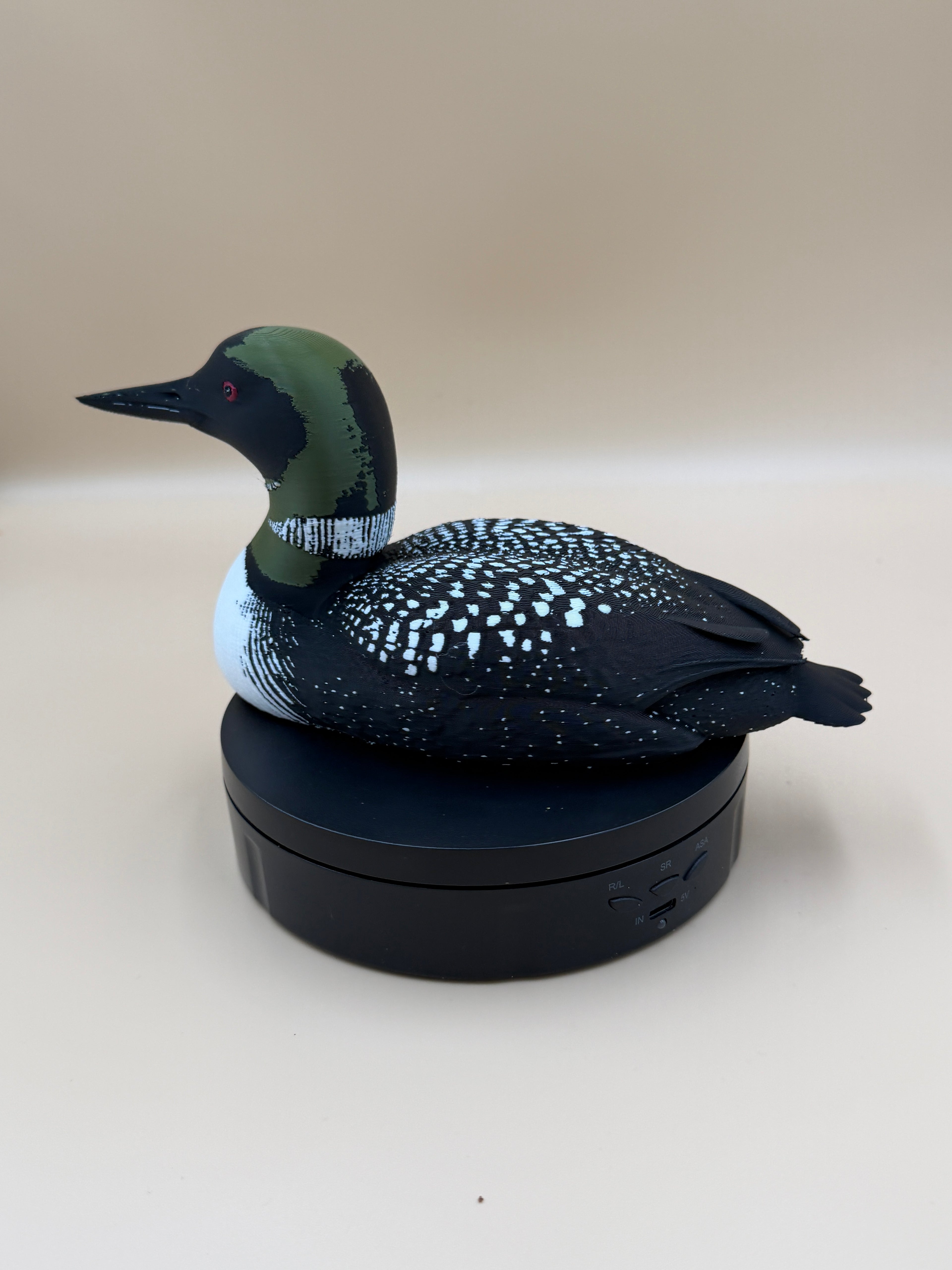 Midnight Common Loon