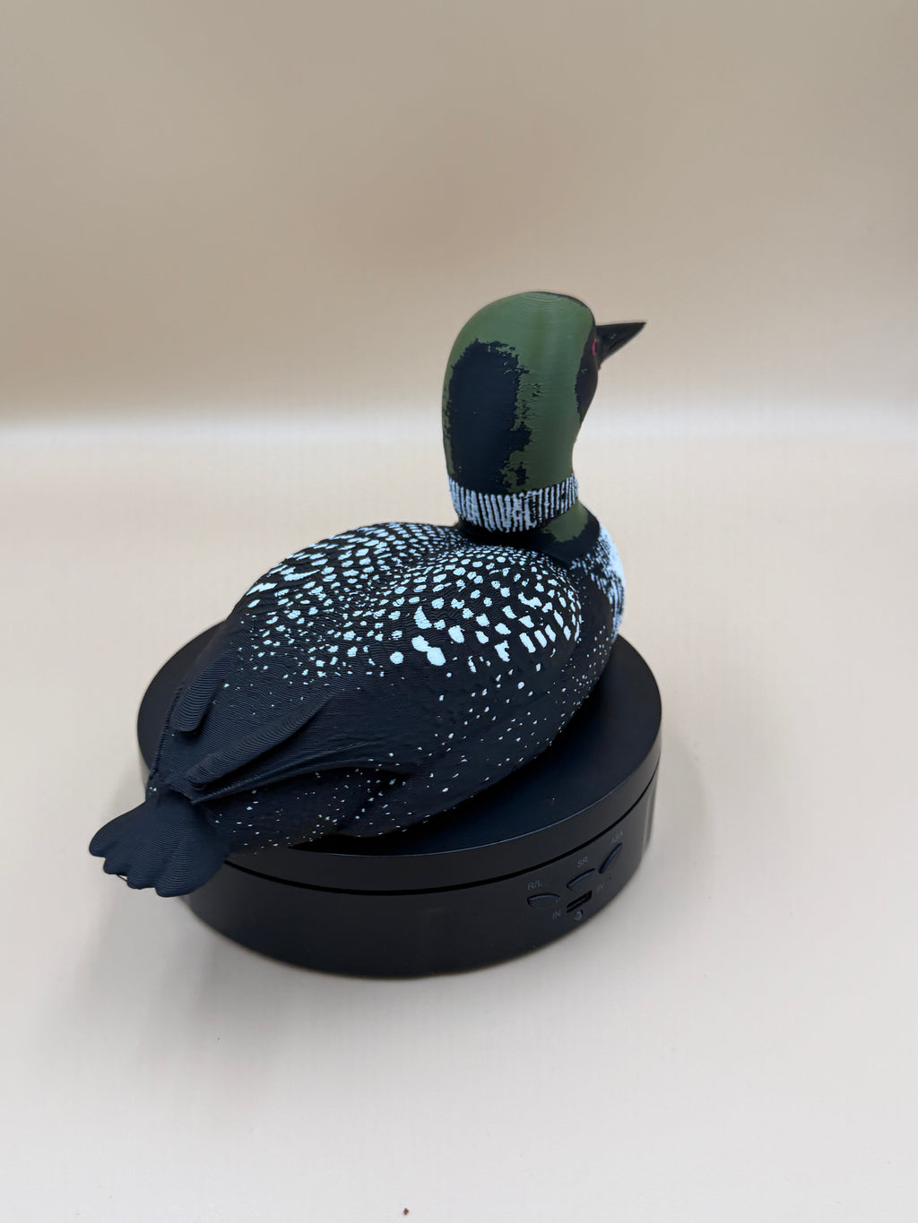 Midnight Common Loon
